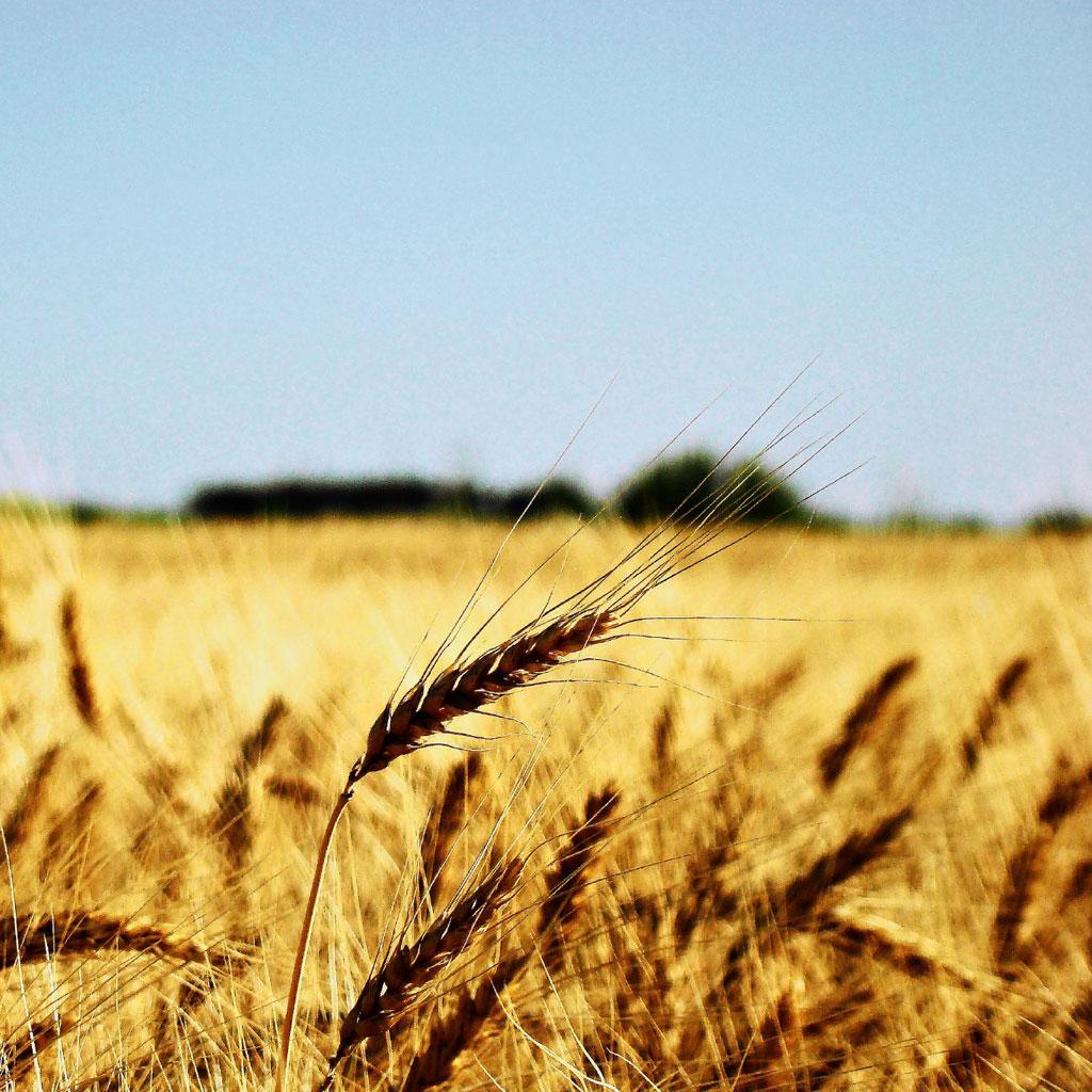 Summer wheat field iPad Wallpaper