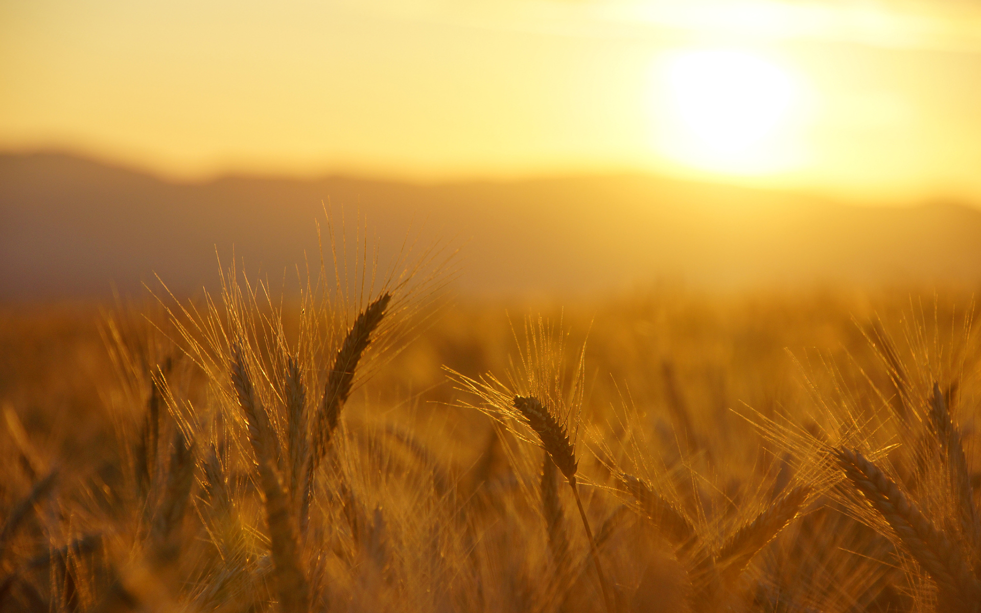 1920x1200 field, grass, macro, sunrise, sunset, warm, wheat