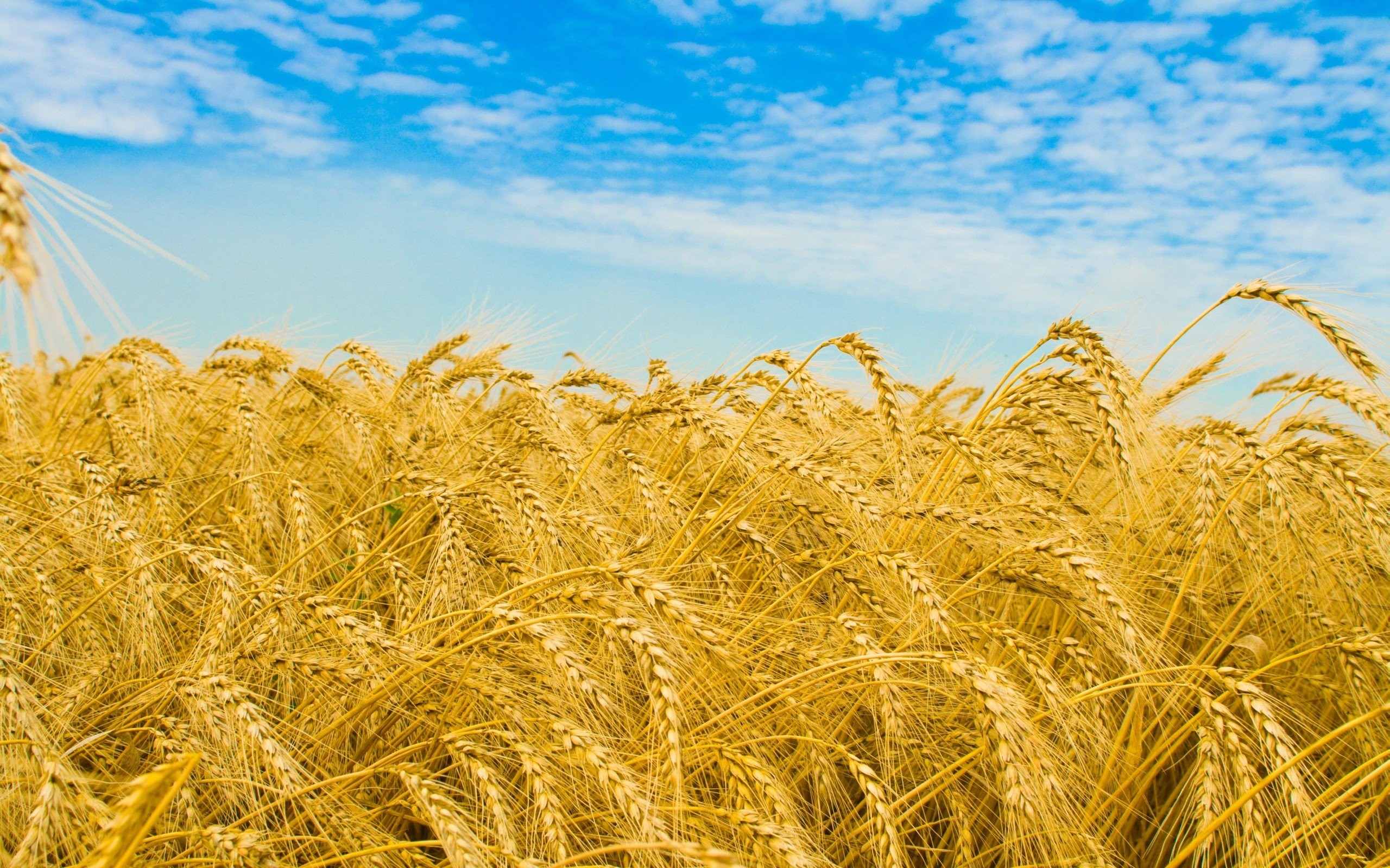 Mobile, Background Image Display, nature, Golden, Wheat, Fullscreen