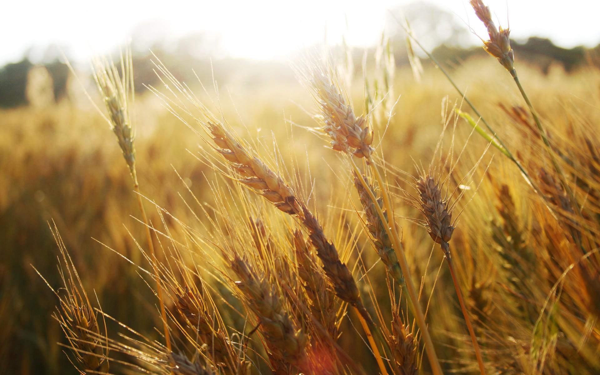 nature, fields, summer, wheat wallpaper