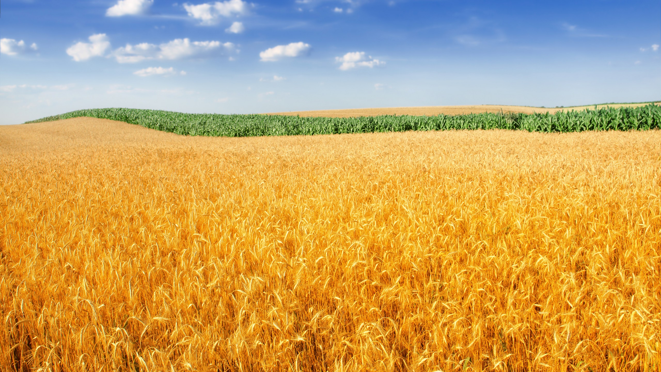 Wallpaper Wheat field, Landscape, Crop, Farm, 4K, Nature