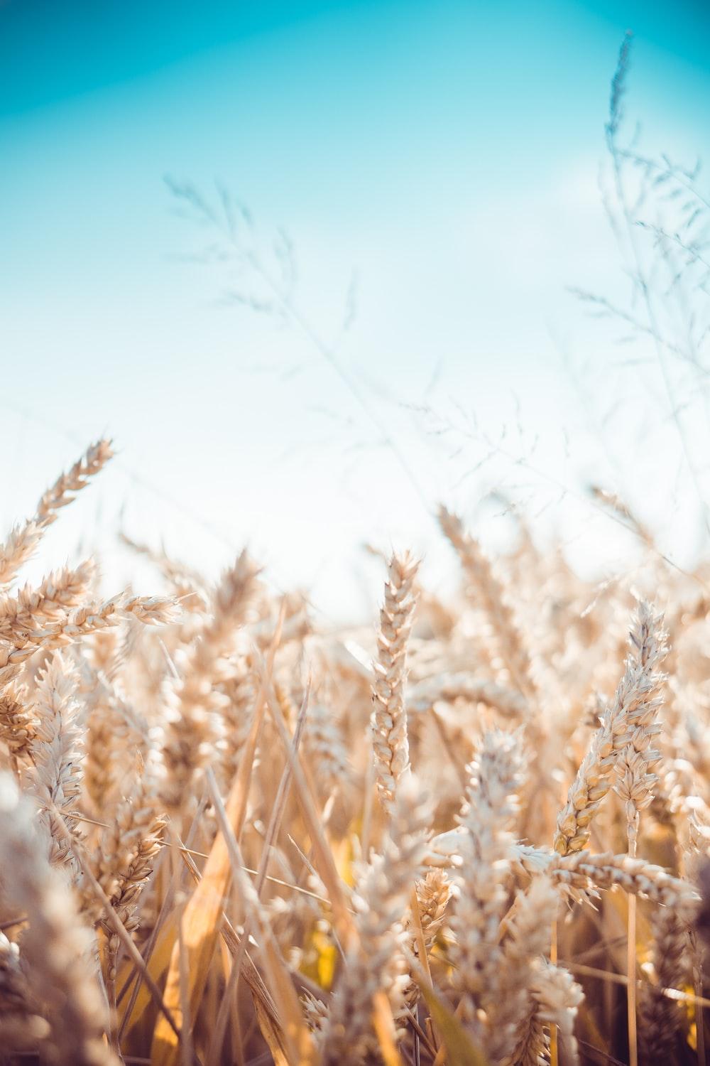 Wheat Picture. Download Free Image