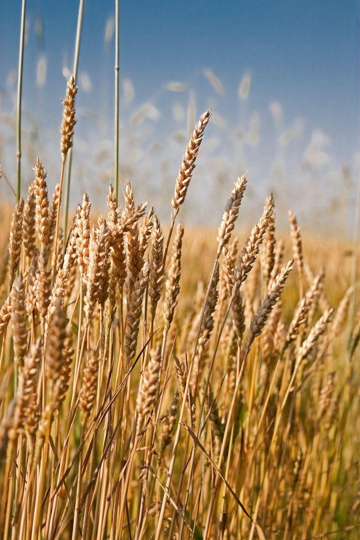 Summer wheat field Digital, Instant Download, Printable Fine Art