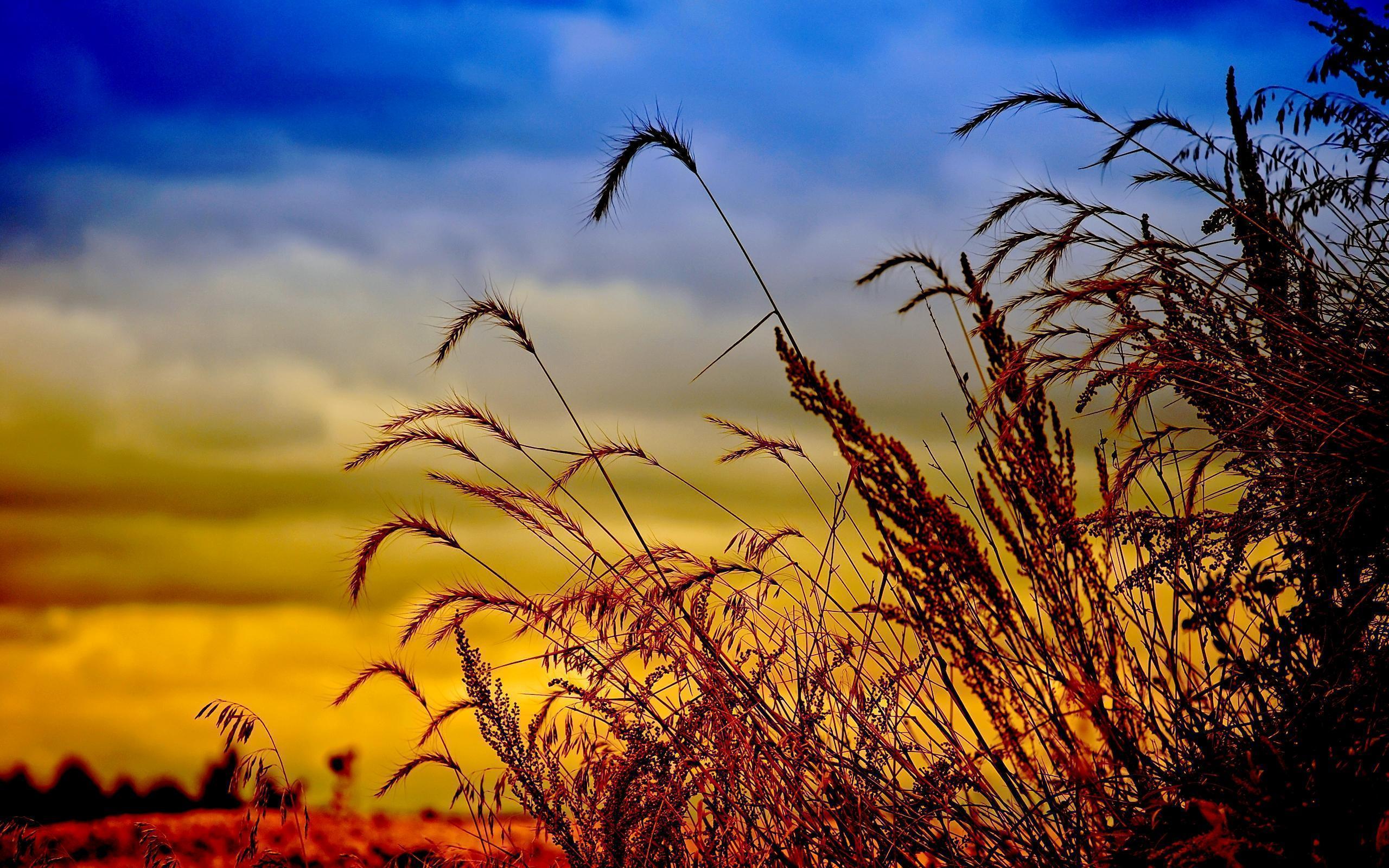 Wheat Field Desktop Wallpaper