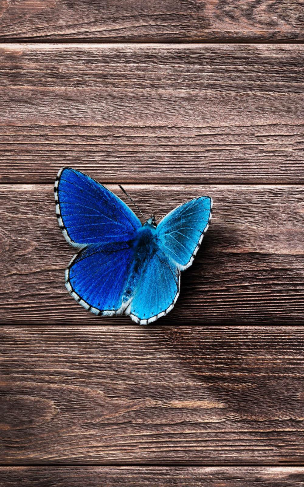 Download Beautiful Blue Butterfly Free Pure 4K Ultra HD Mobile Wallpaper