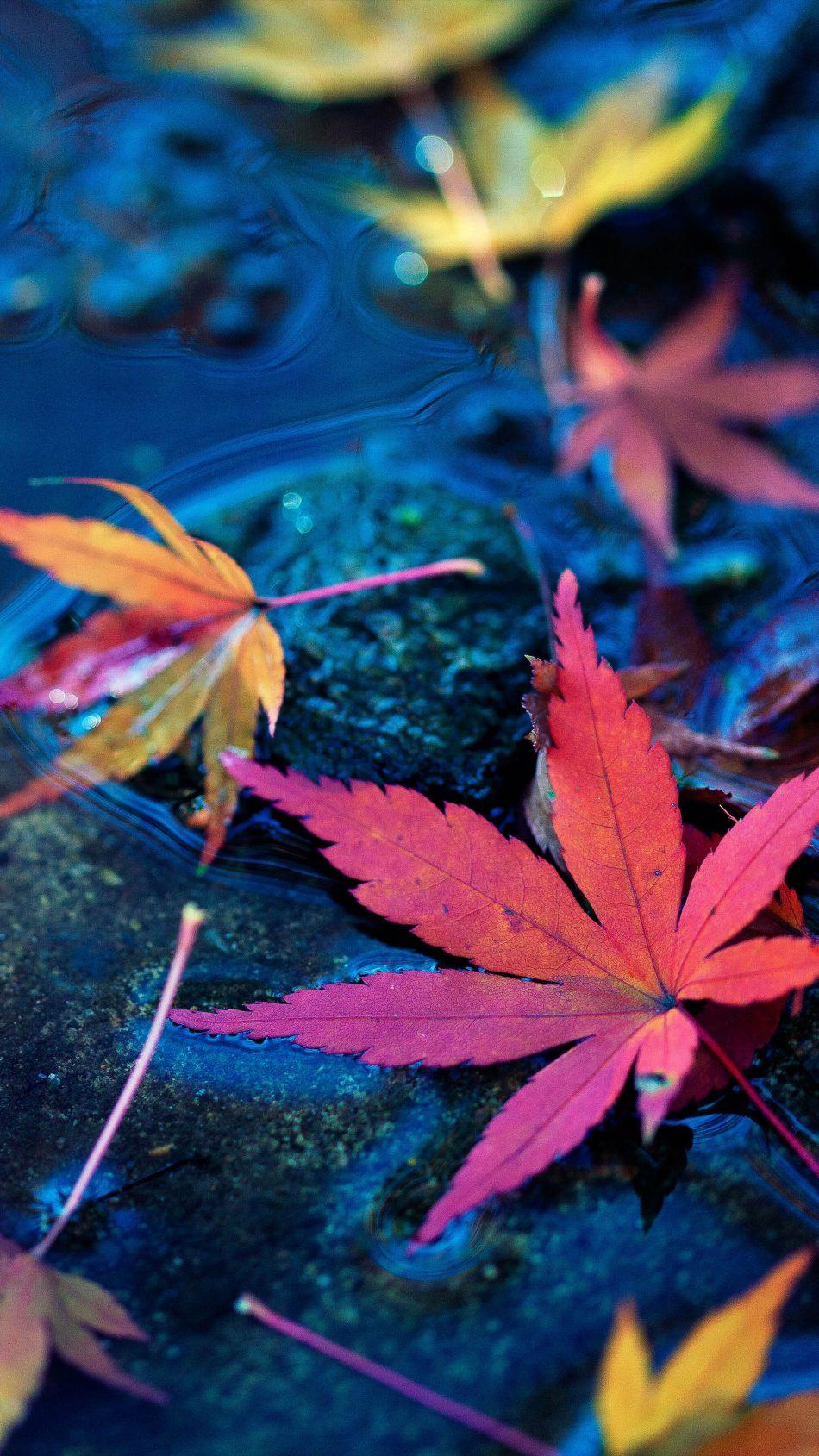 Maple Leaves Fall Autumn Water 4k Ultra HD Mobile Wallpaper