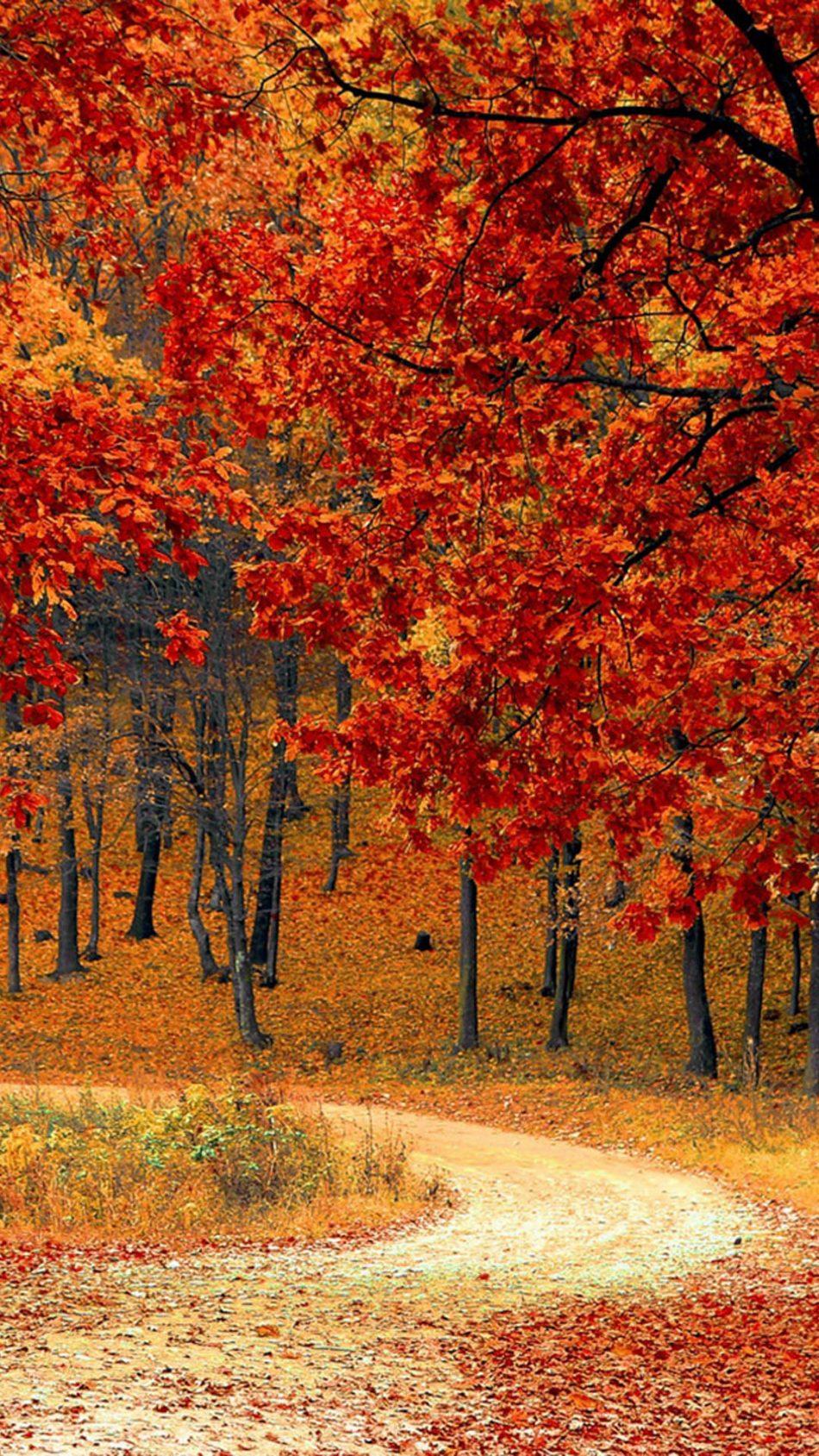 Download Beautiful Autumn Road & Trees Free Pure 4K Ultra HD Mobile