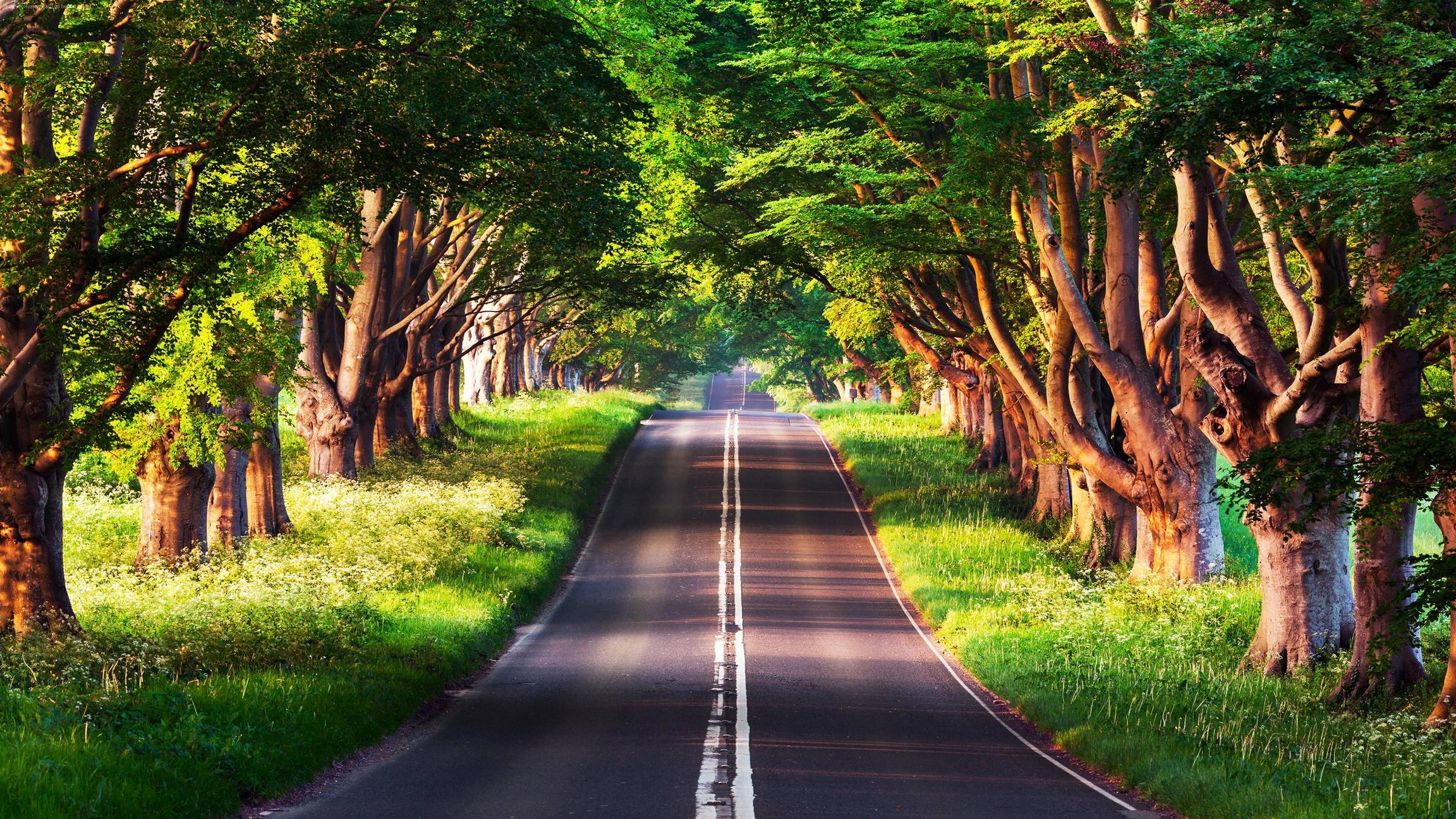 Summer Road Trees 5k HD Wallpaper