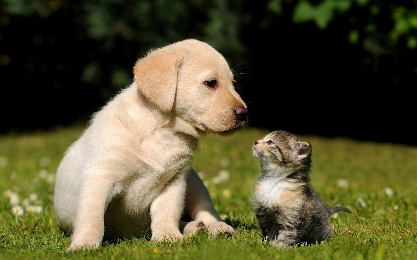 Cat and dog on the grass wallpaper. HD Animals Wallpaper