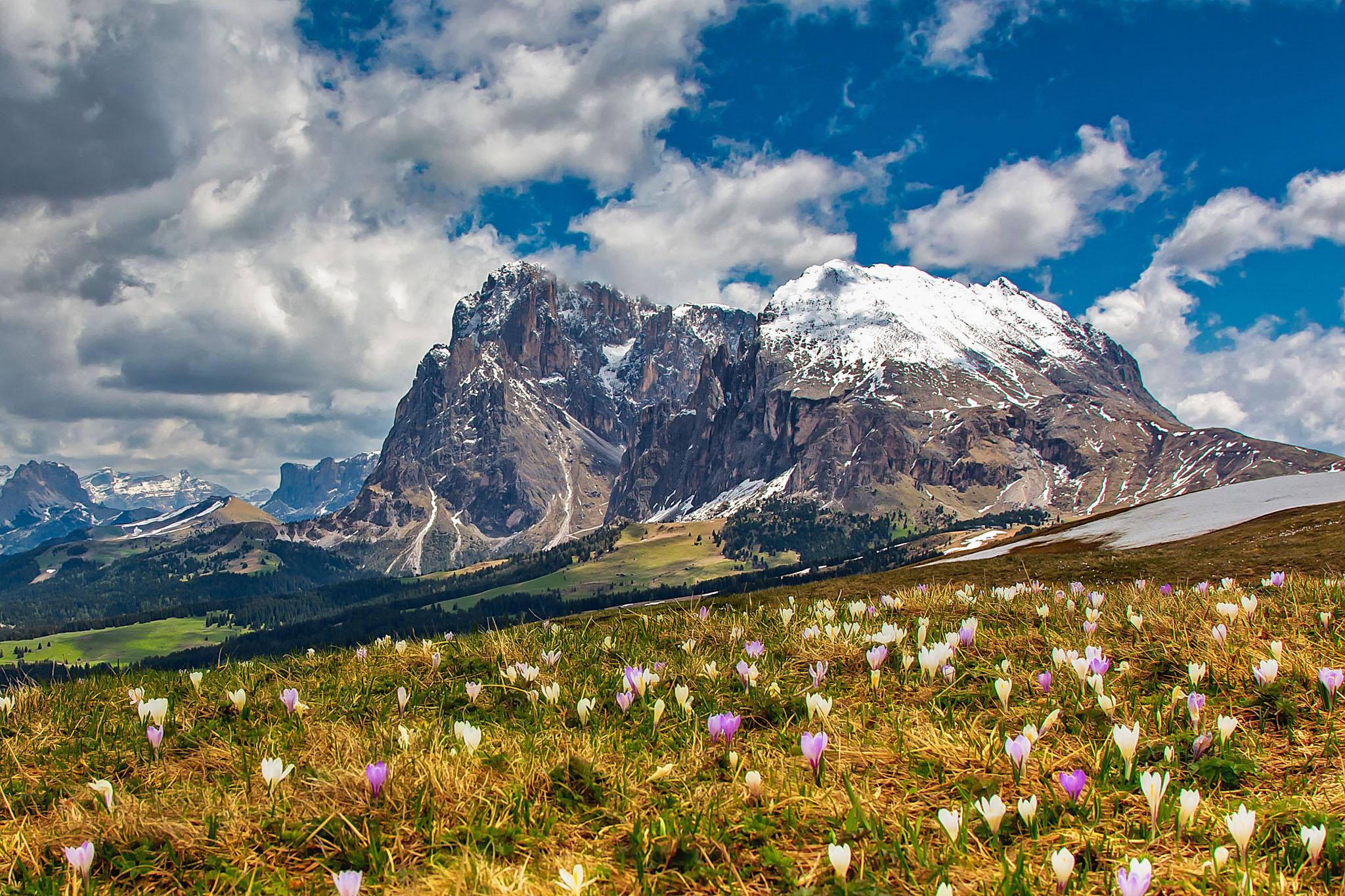 Mountainside Flowers at Dolomites, Italy HD Wallpaper. Background