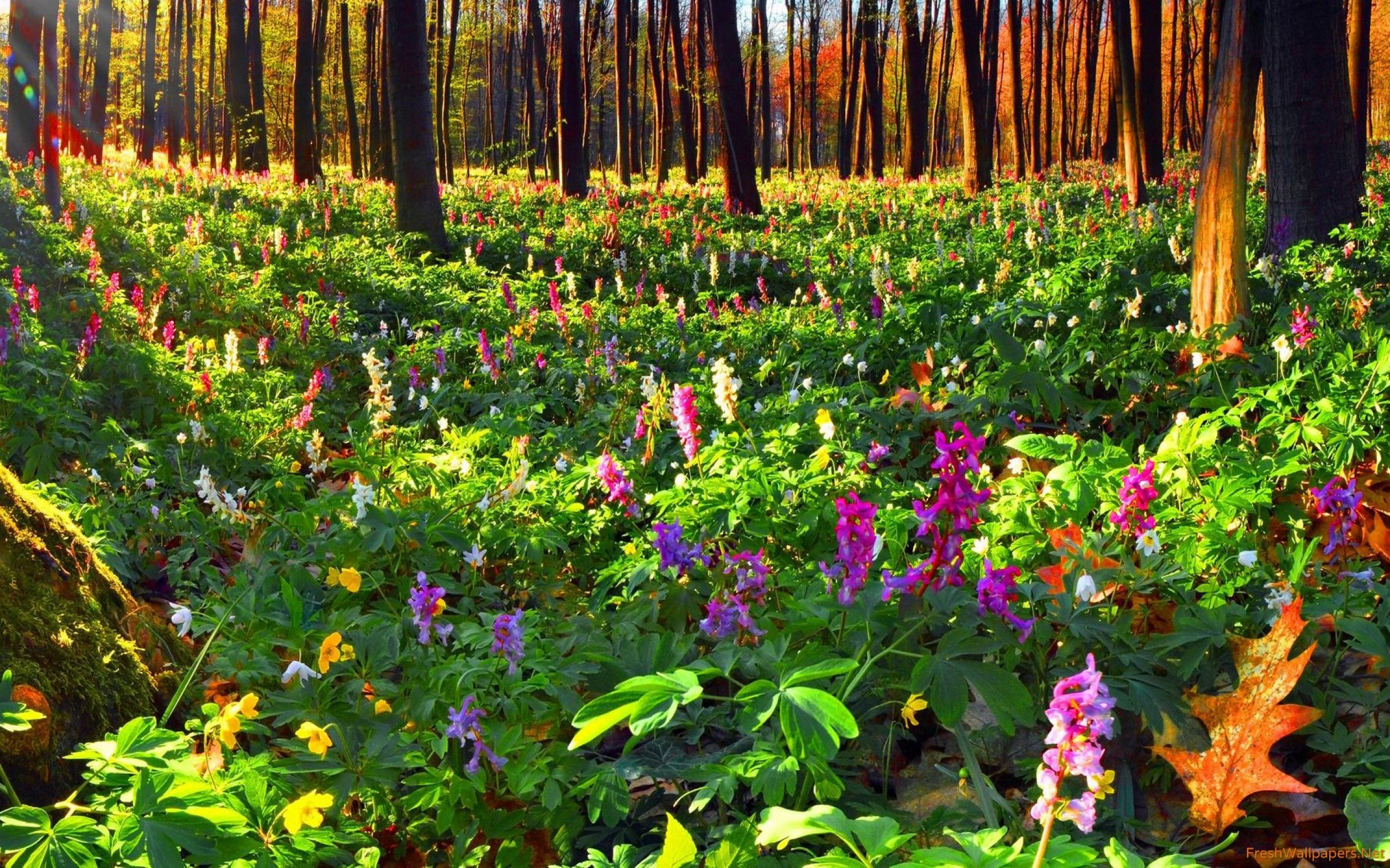 Summer flowers in the forest wallpaper
