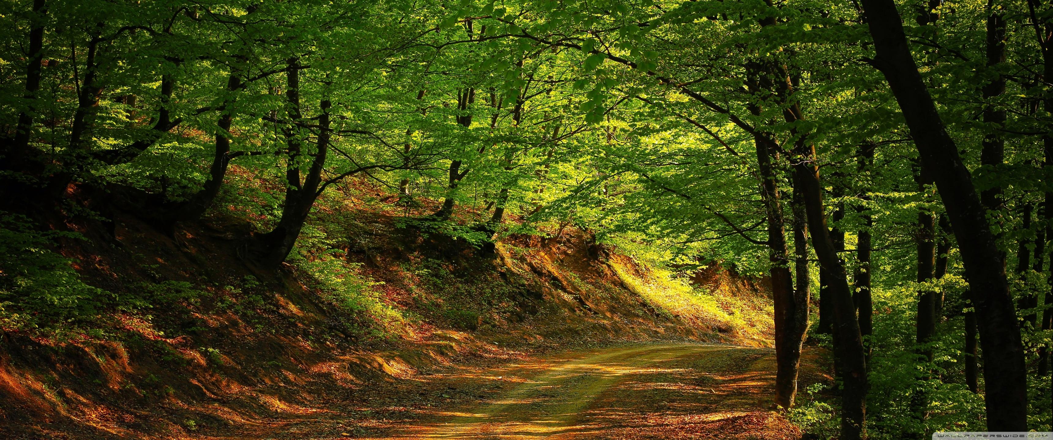 Forest Road, Summer ❤ 4K HD Desktop Wallpaper for 4K Ultra HD TV