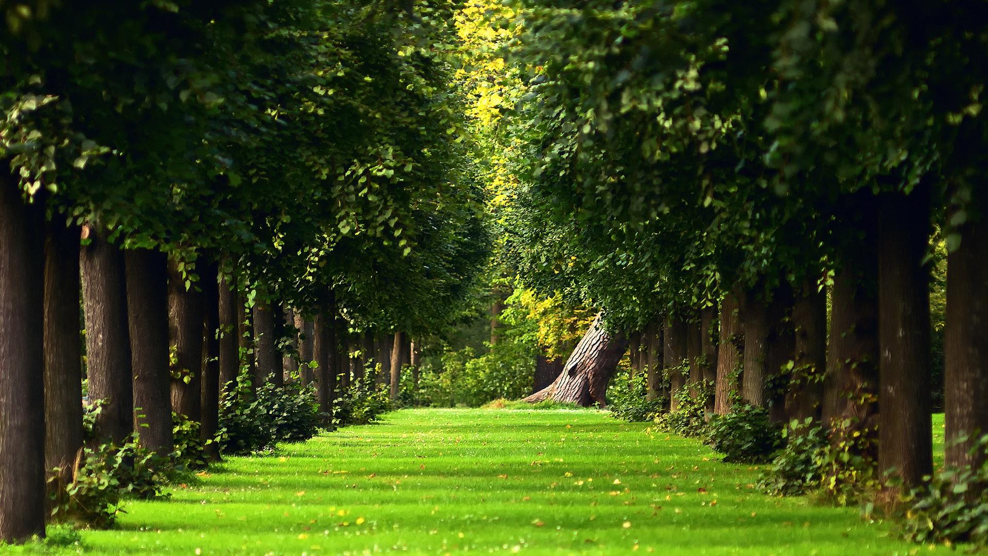 Wallpaper The natural summer forest green grass path 1920x1200 HD
