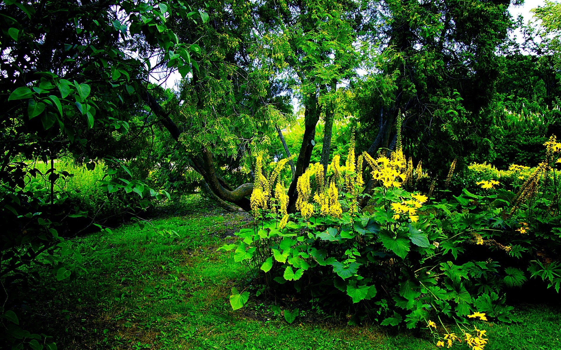 Forest: Blossoms Flowers Summer Forest Green Yellow Forests