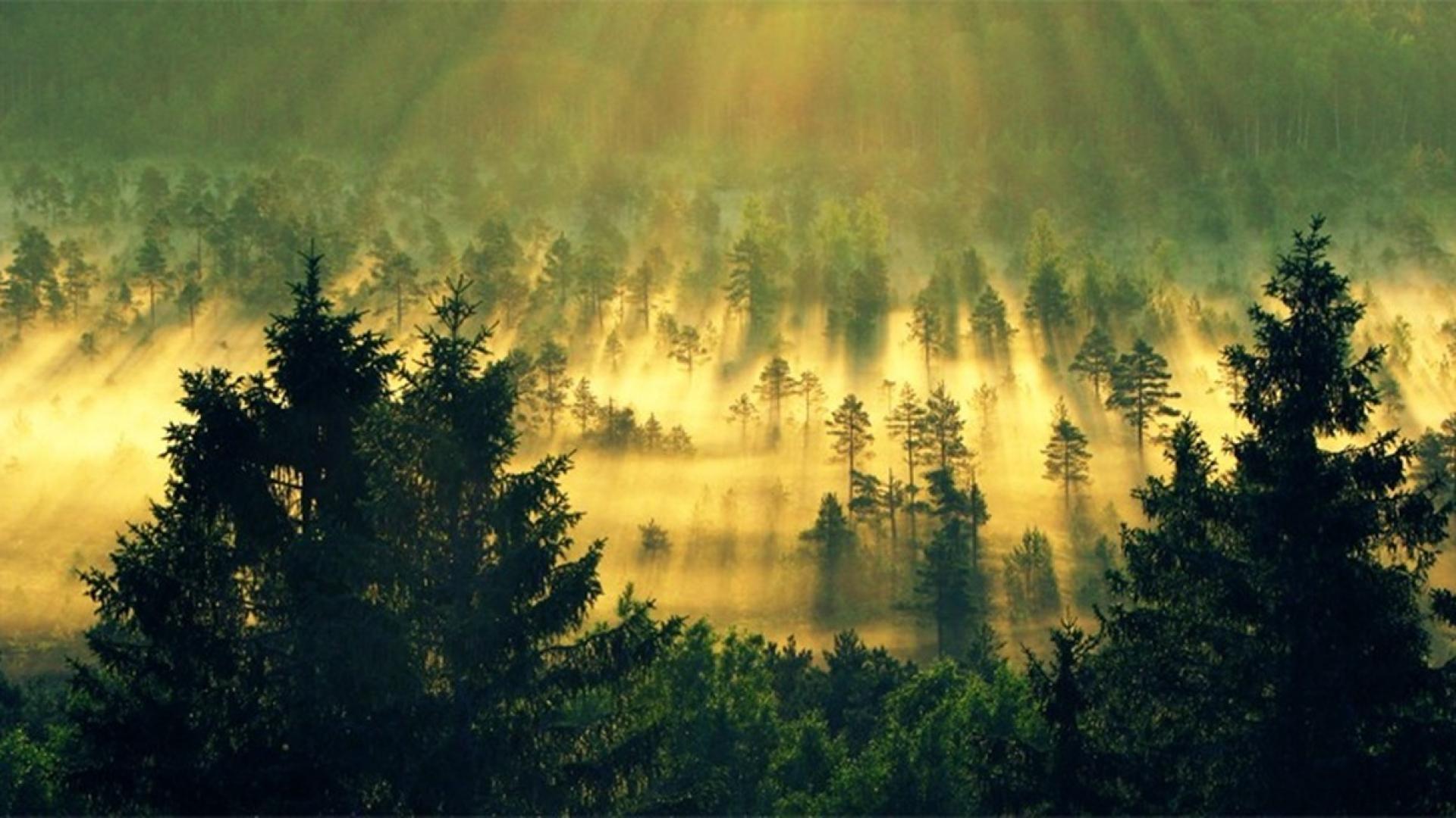 In the early morning forest. Лес в тумане. Солнце в тумане. Лес туман солнце. Туманный рассвет в лесу.