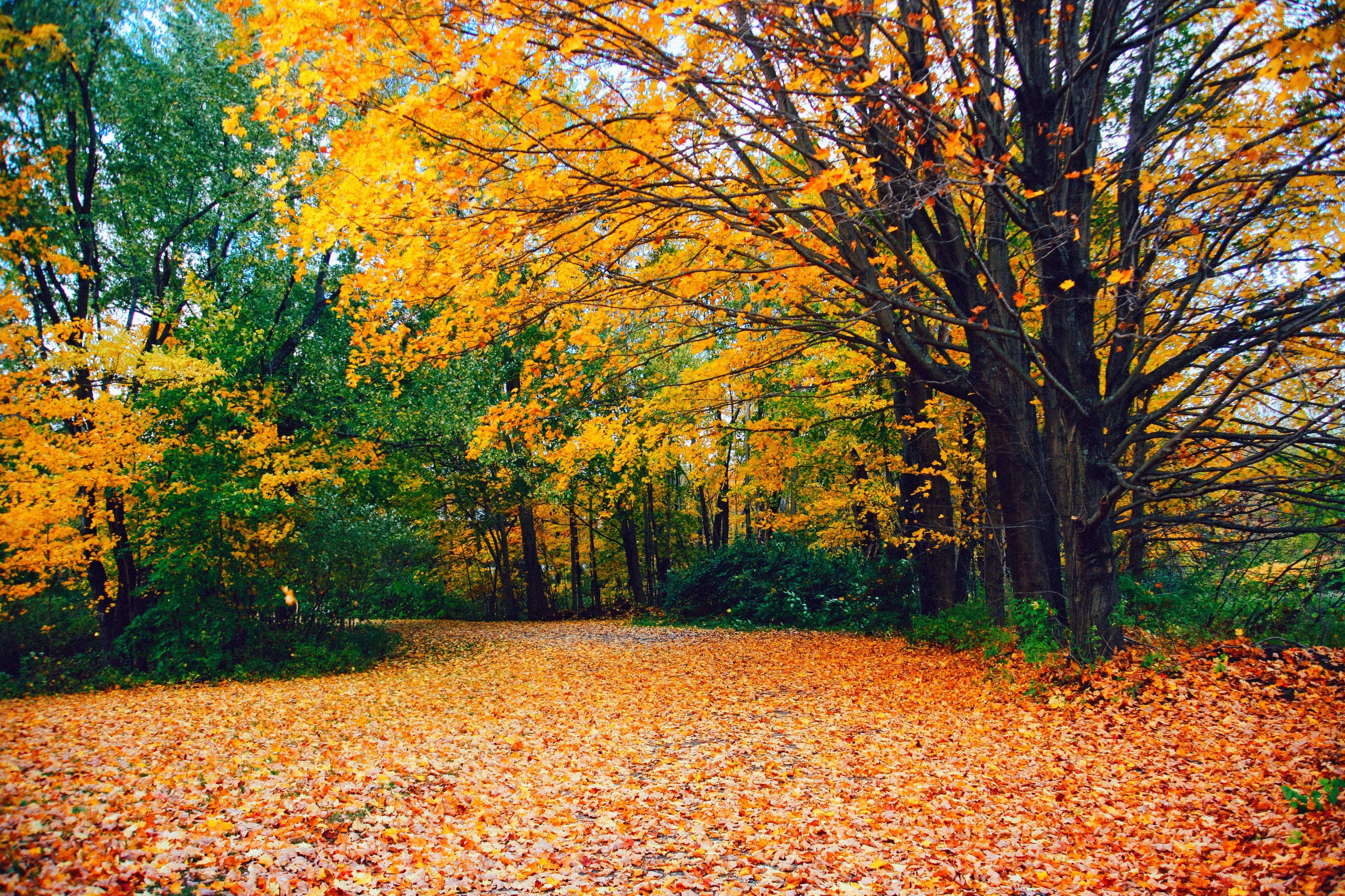 Forests: Autumn Fall Woods Path Splendor Green Forest Desktop