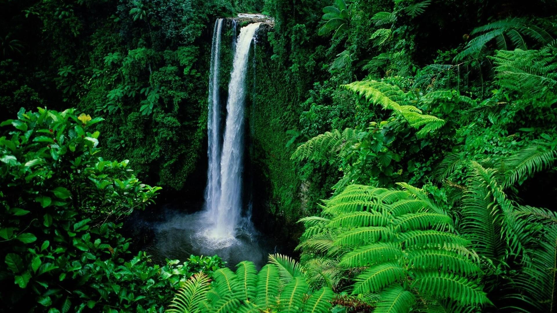 Rainforest With Waterfall Wallpaper Waterfall Superblindados.Com