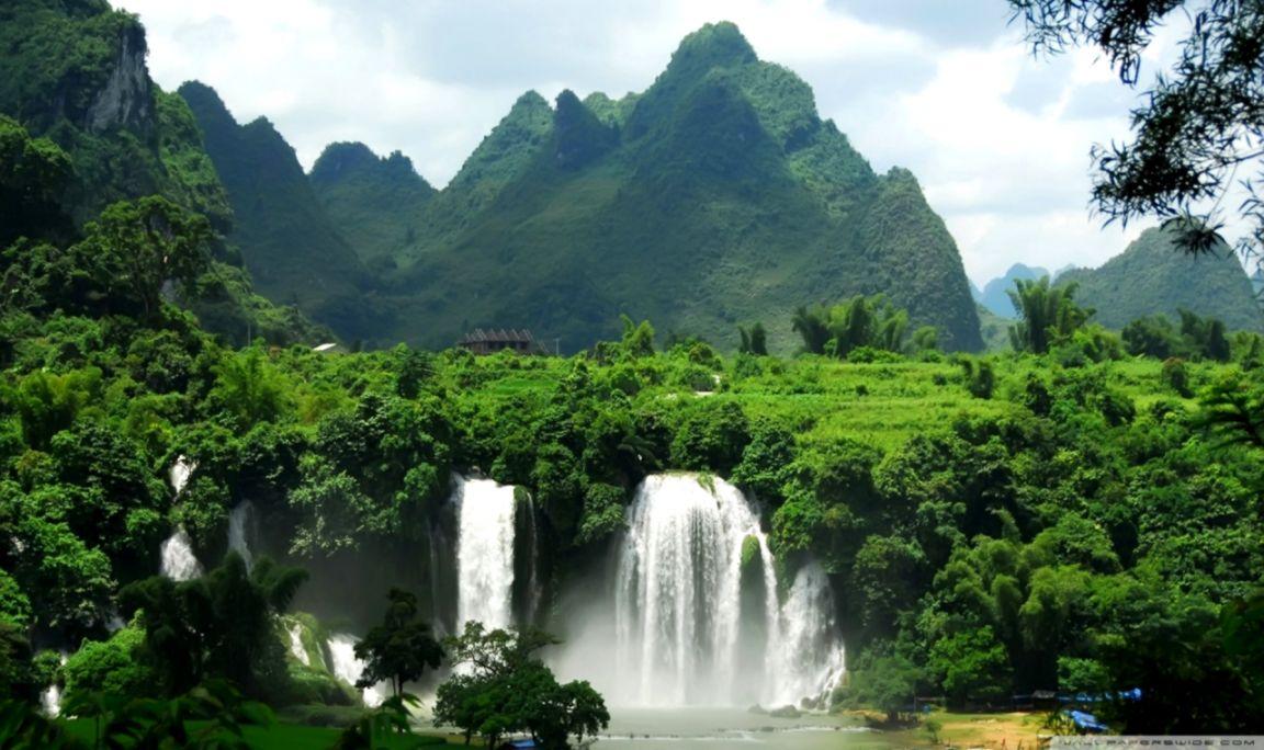 Tropical Rainforest Wallpaper