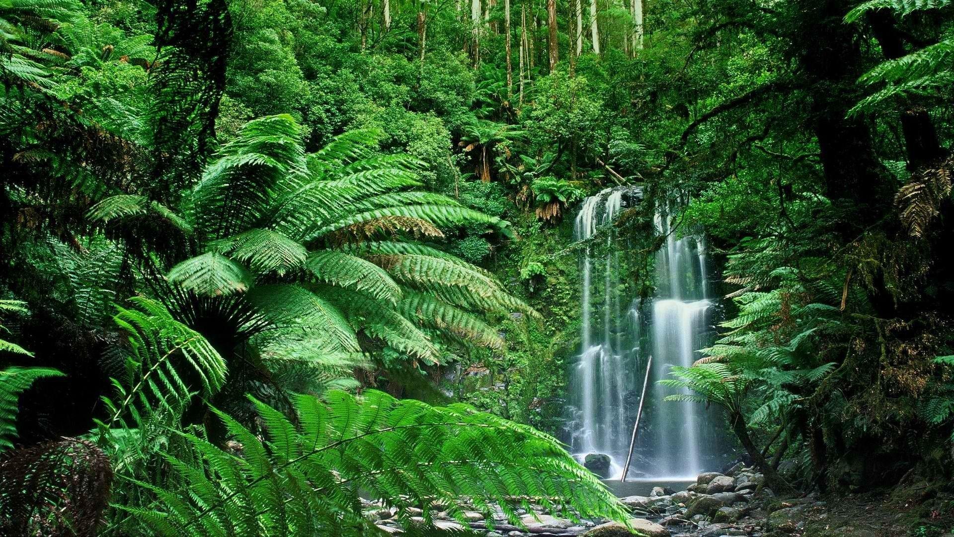 image Of Nature Life. Waterfalls beauty. Forest