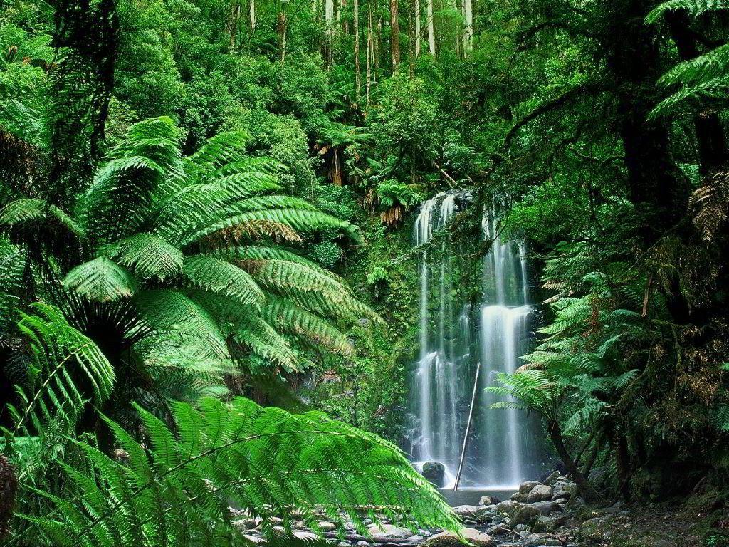 Waterfalls: Rainforest Tropical Forest Ferns Rocks Waterfall