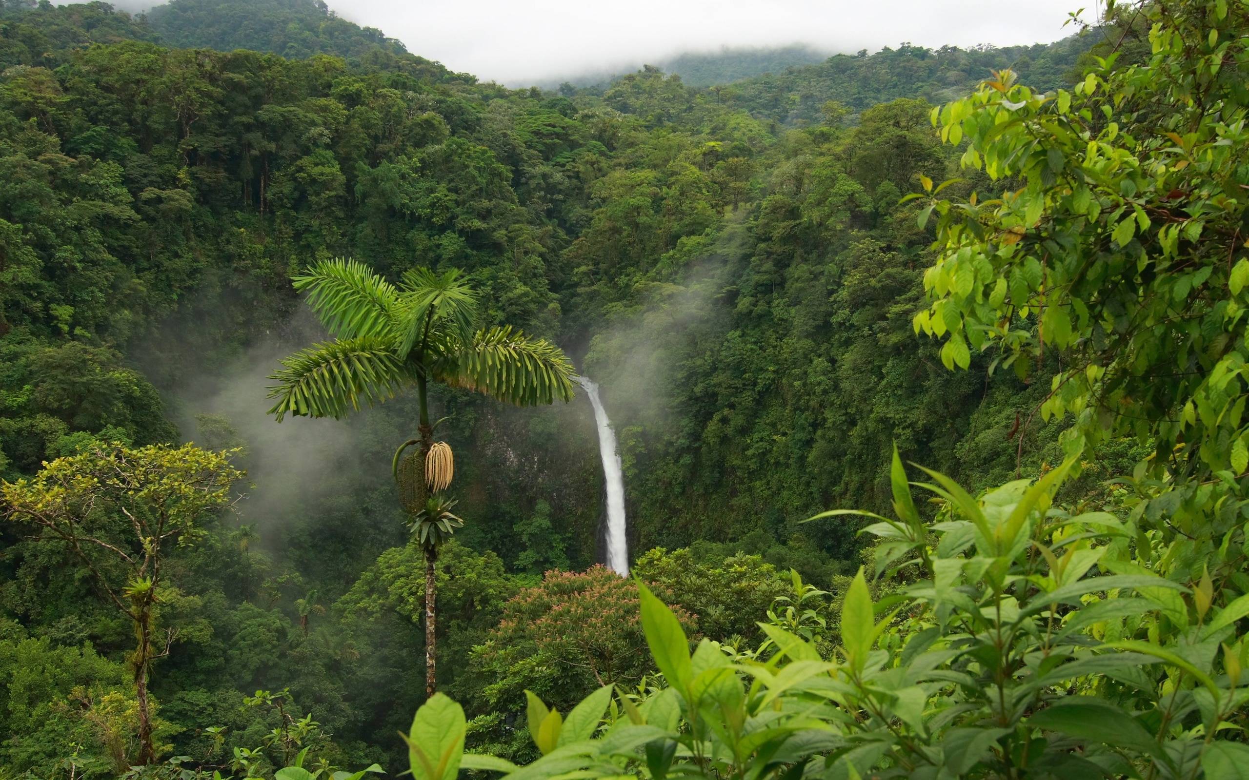 Rainforest Waterfall Google Wallpaper, Rainforest Waterfall Google