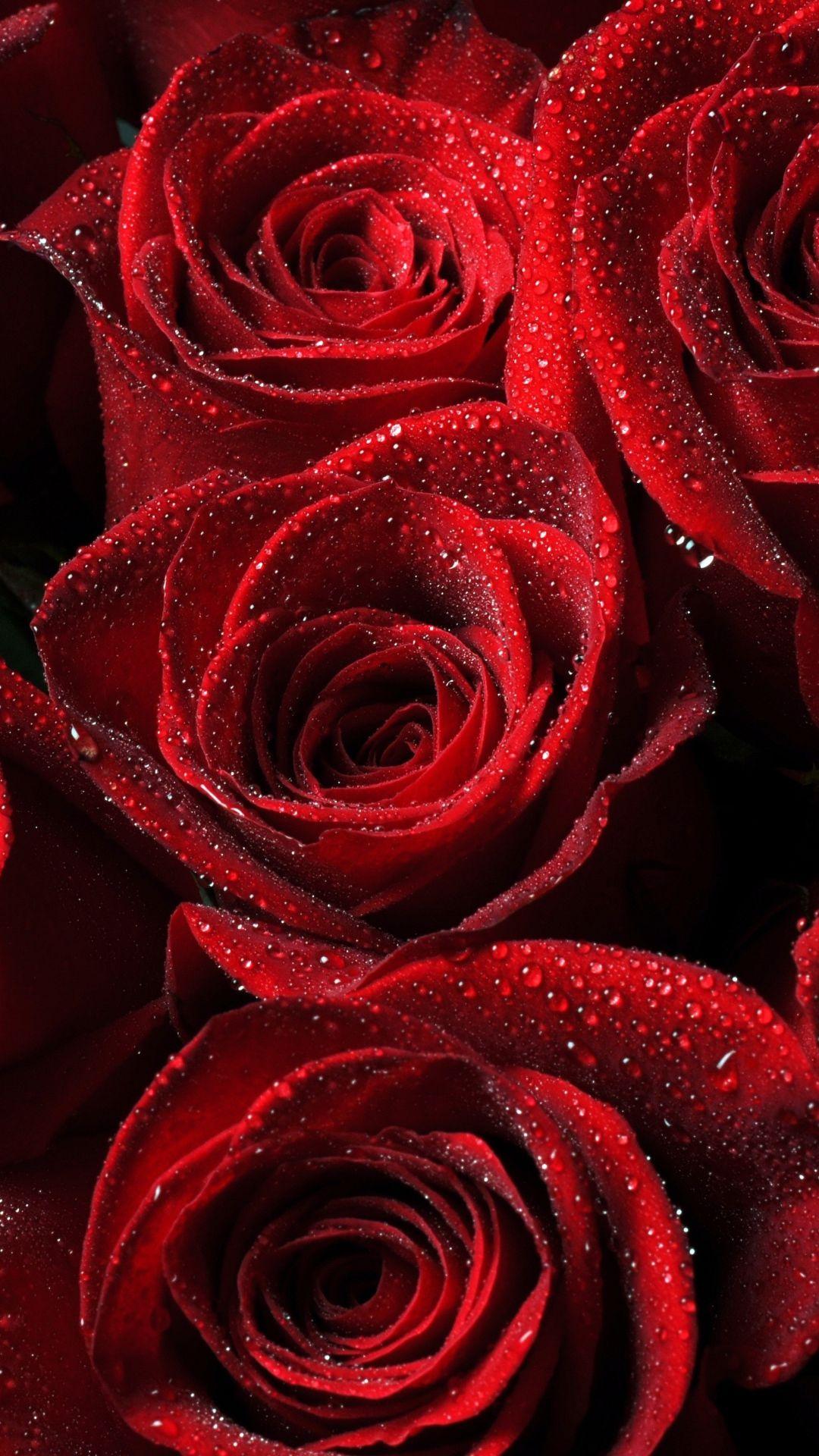 ↑↑TAP AND GET THE FREE APP! Nature Beautiful Roses Red