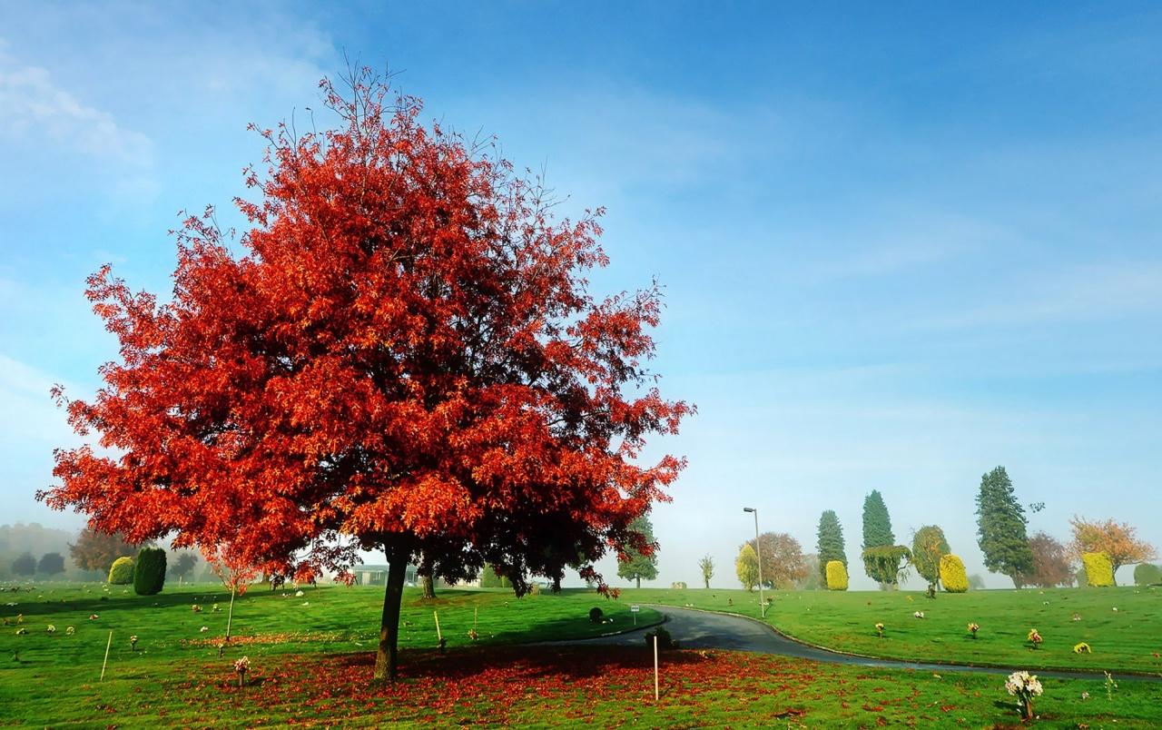 Red Beauty Autumn Park wallpaper. Red Beauty Autumn Park