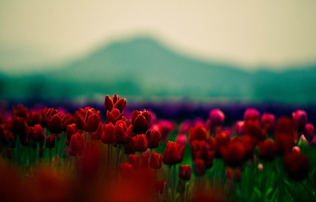 Wallpaper beauty, focus, petals, tulips, red, flowers, widescreen