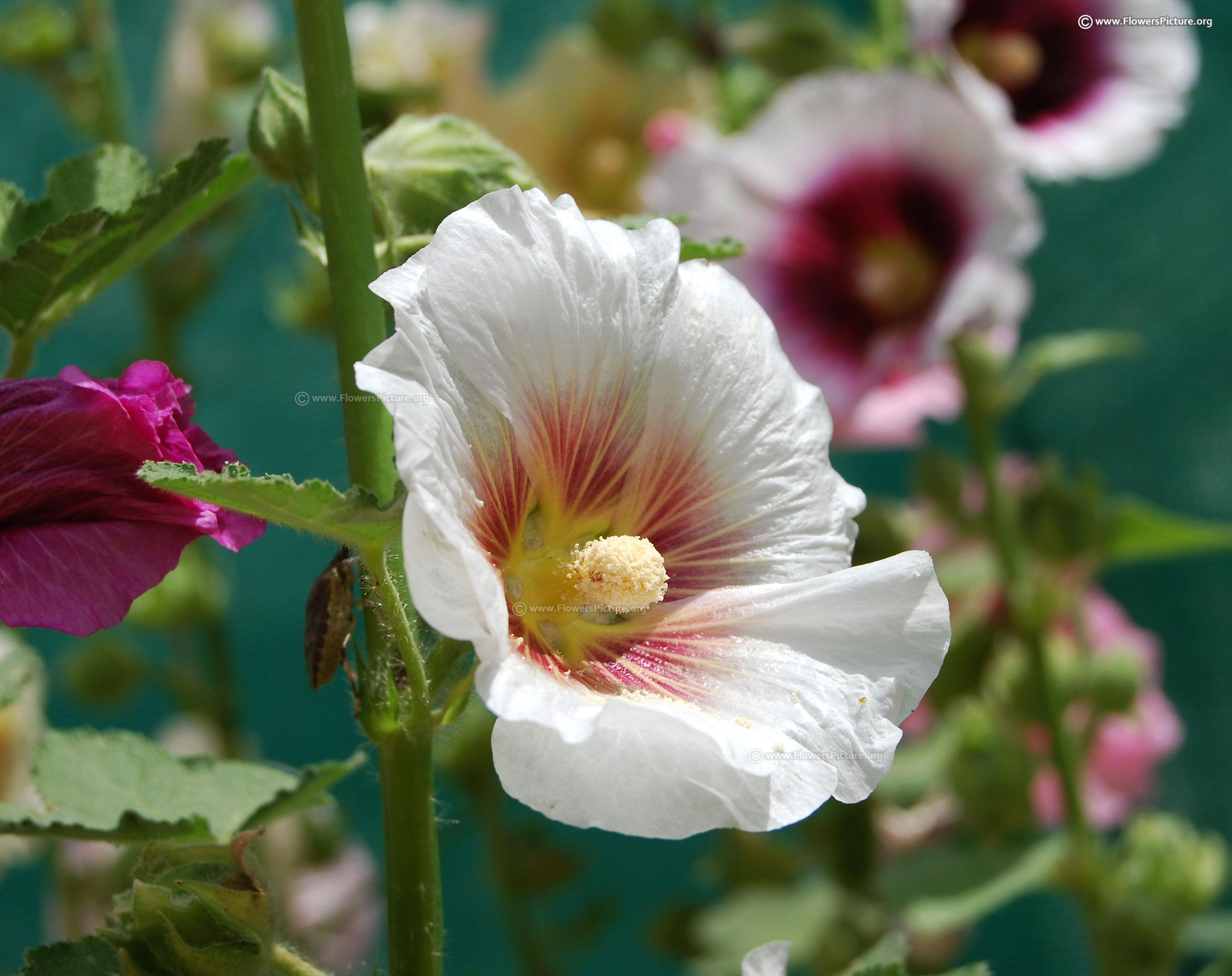 Double Salmon Hollyhocks Wallpapers - Wallpaper Cave