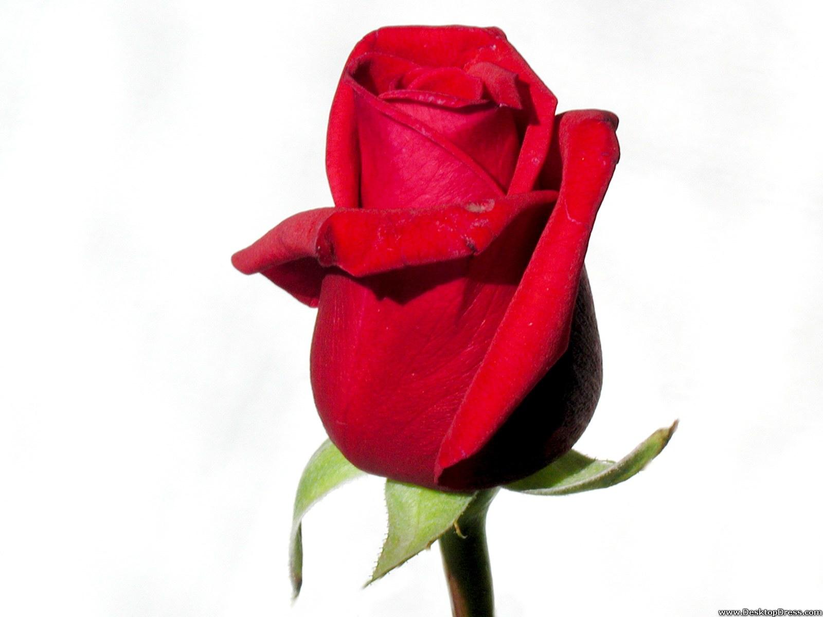 Desktop Wallpaper Flowers Background Beauty of Red Rose