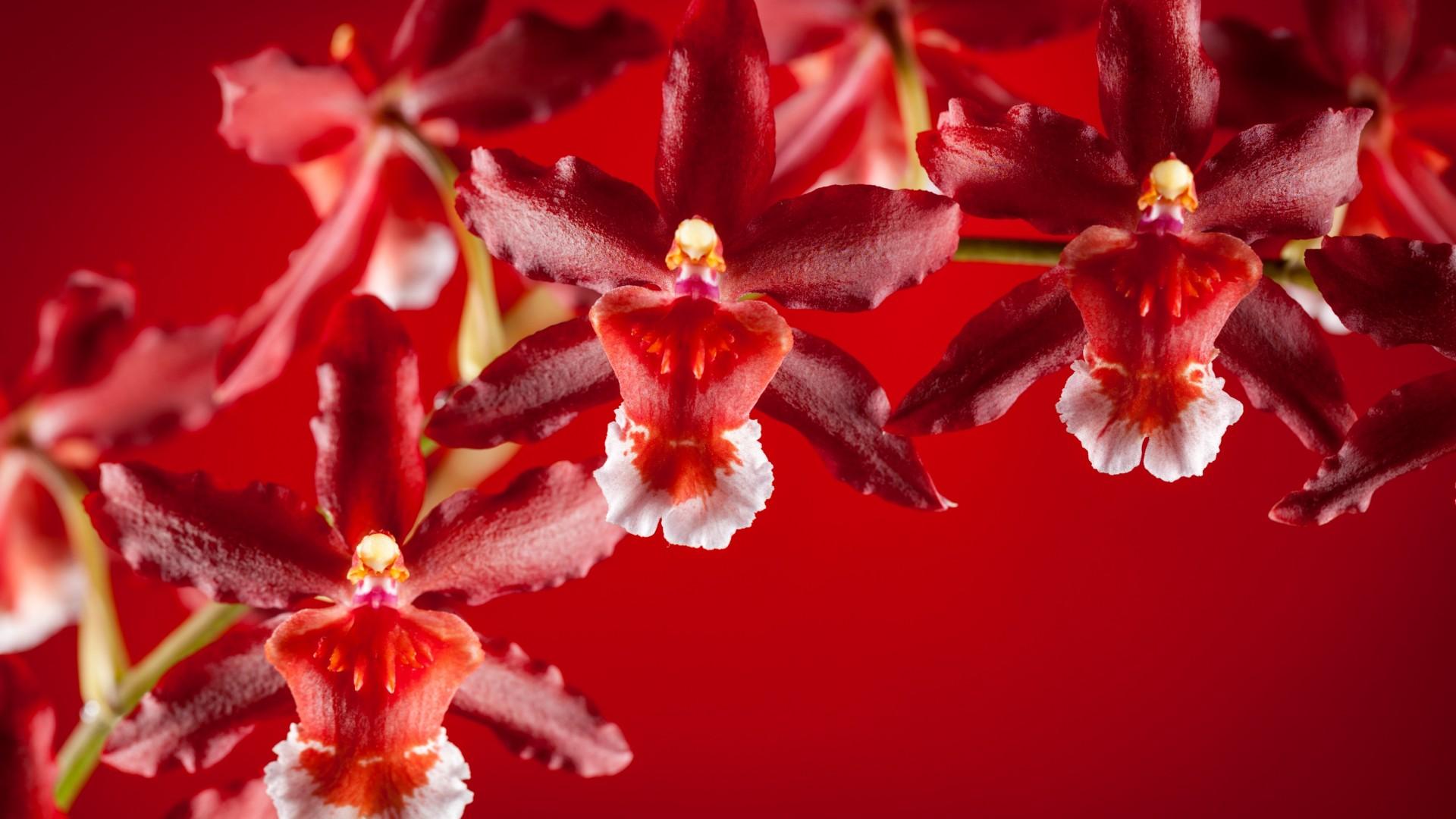 Download Wallpaper red orchid, 1920x1080, Red orchid