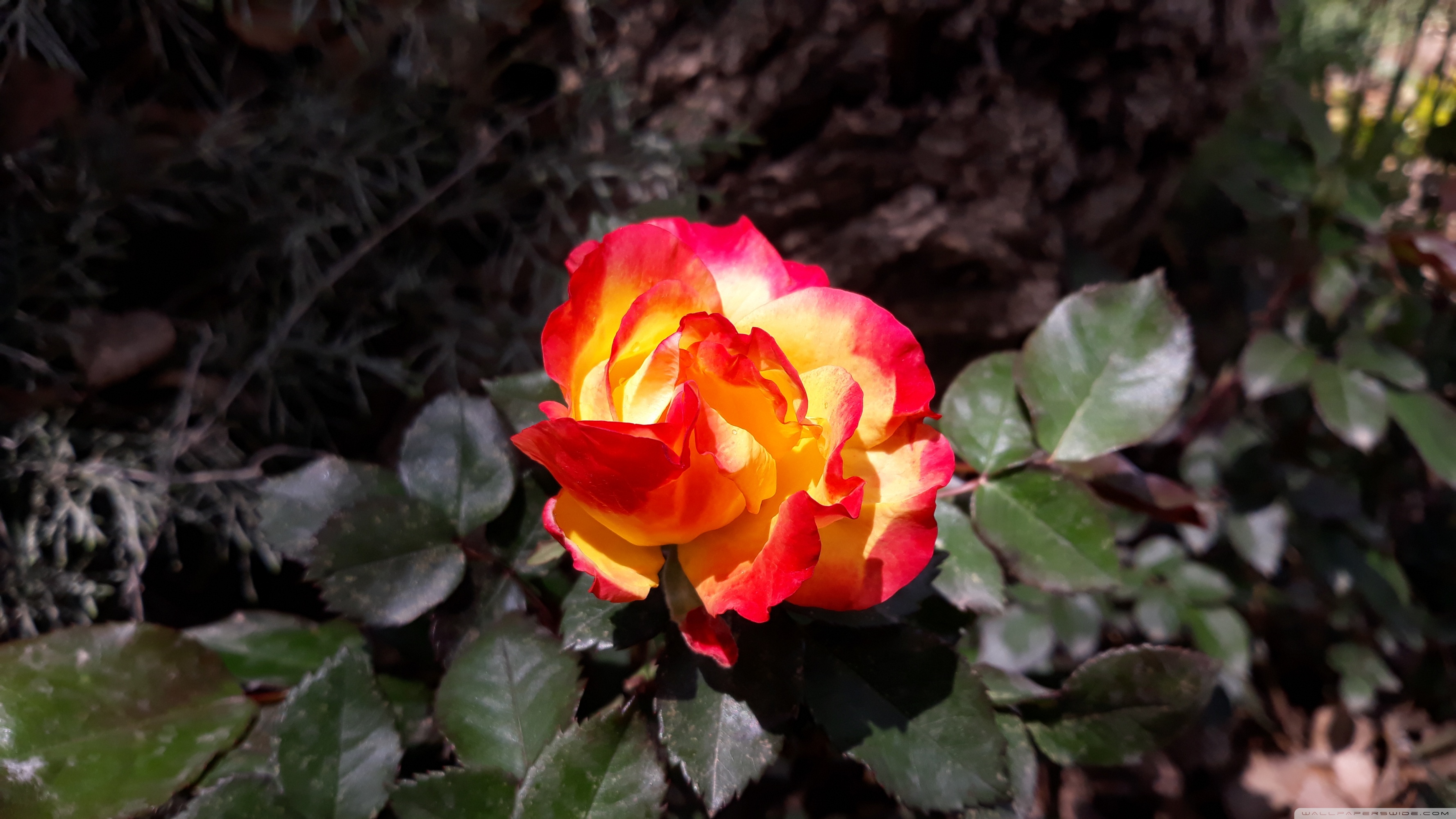 Red beauty ❤ 4K HD Desktop Wallpaper for 4K Ultra HD TV • Wide