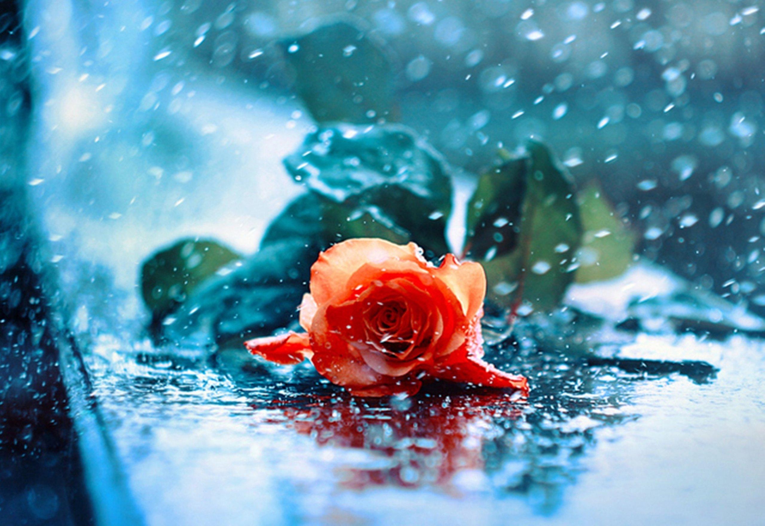 Water drops red red rose wet rose rose beauty beautiful rose