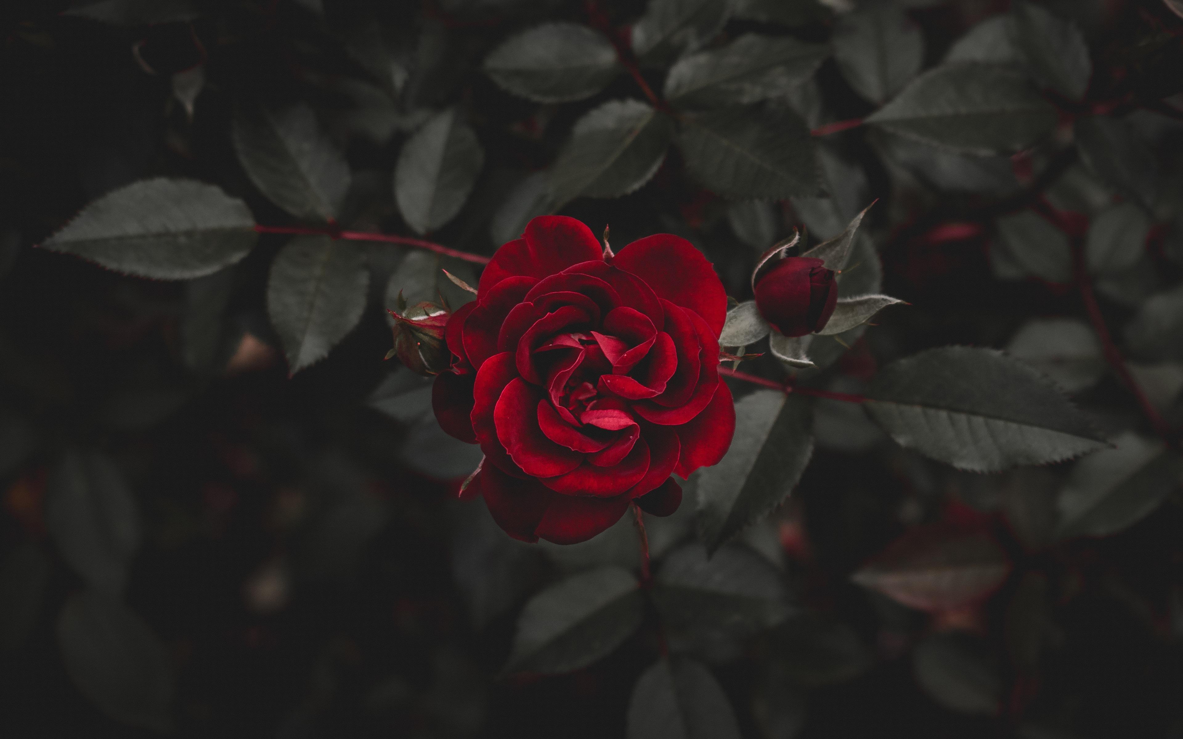 Red roses are beauty 4k Ultra HD Wallpaper