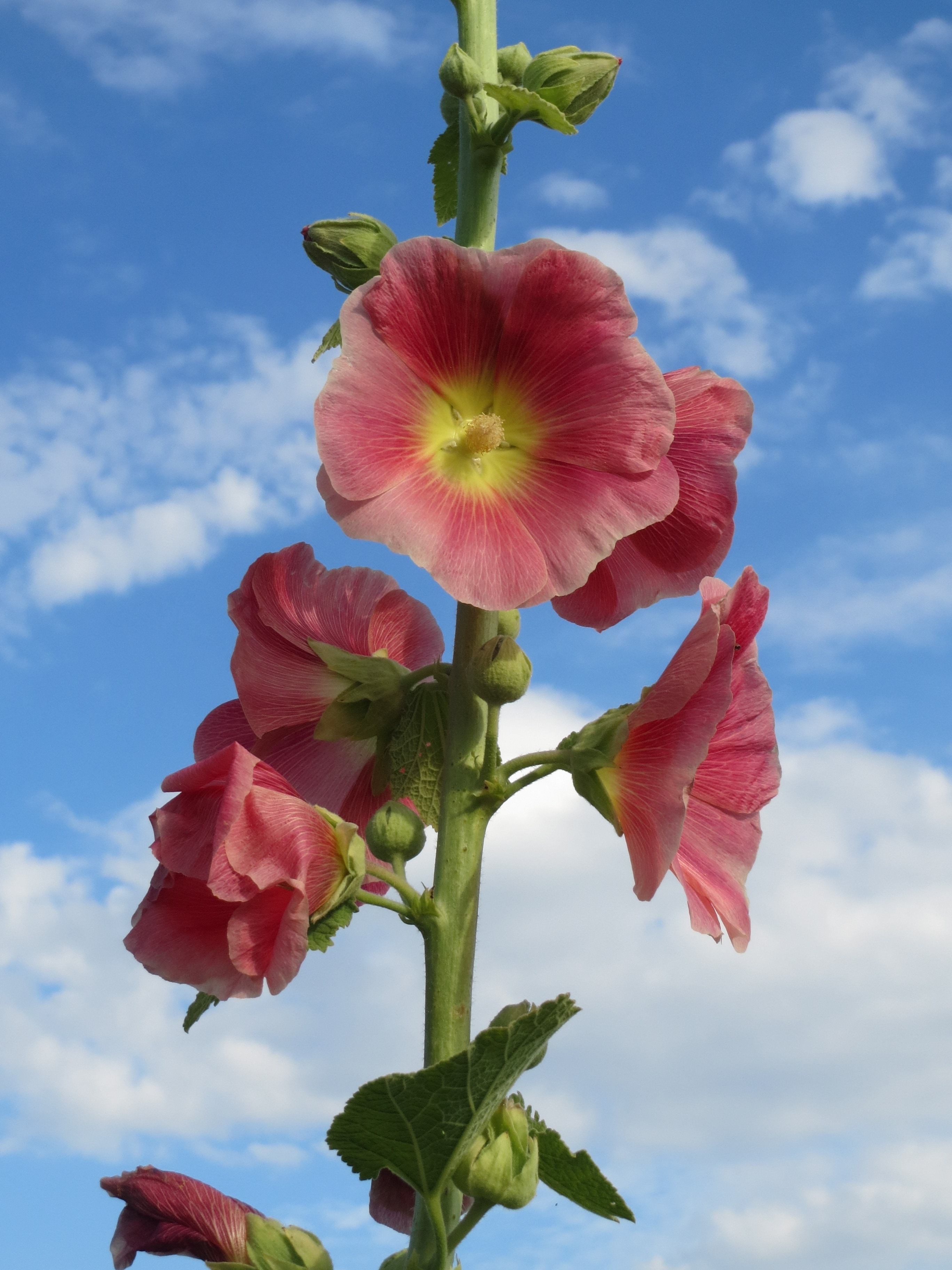 Double Salmon Hollyhocks Wallpapers - Wallpaper Cave