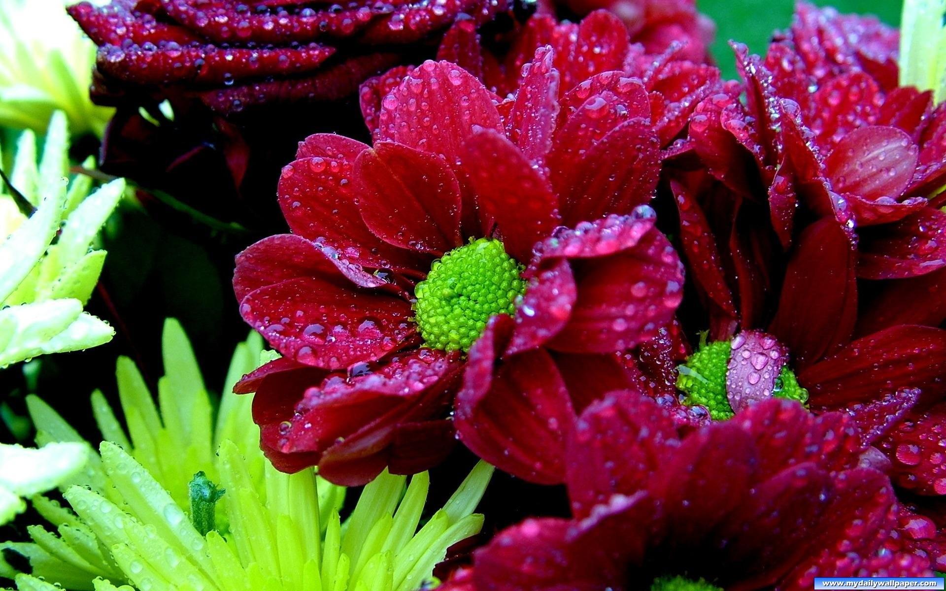 Flowers: Dew Drops Red Flowers Beauty Desktop Flower HD Wallpaper