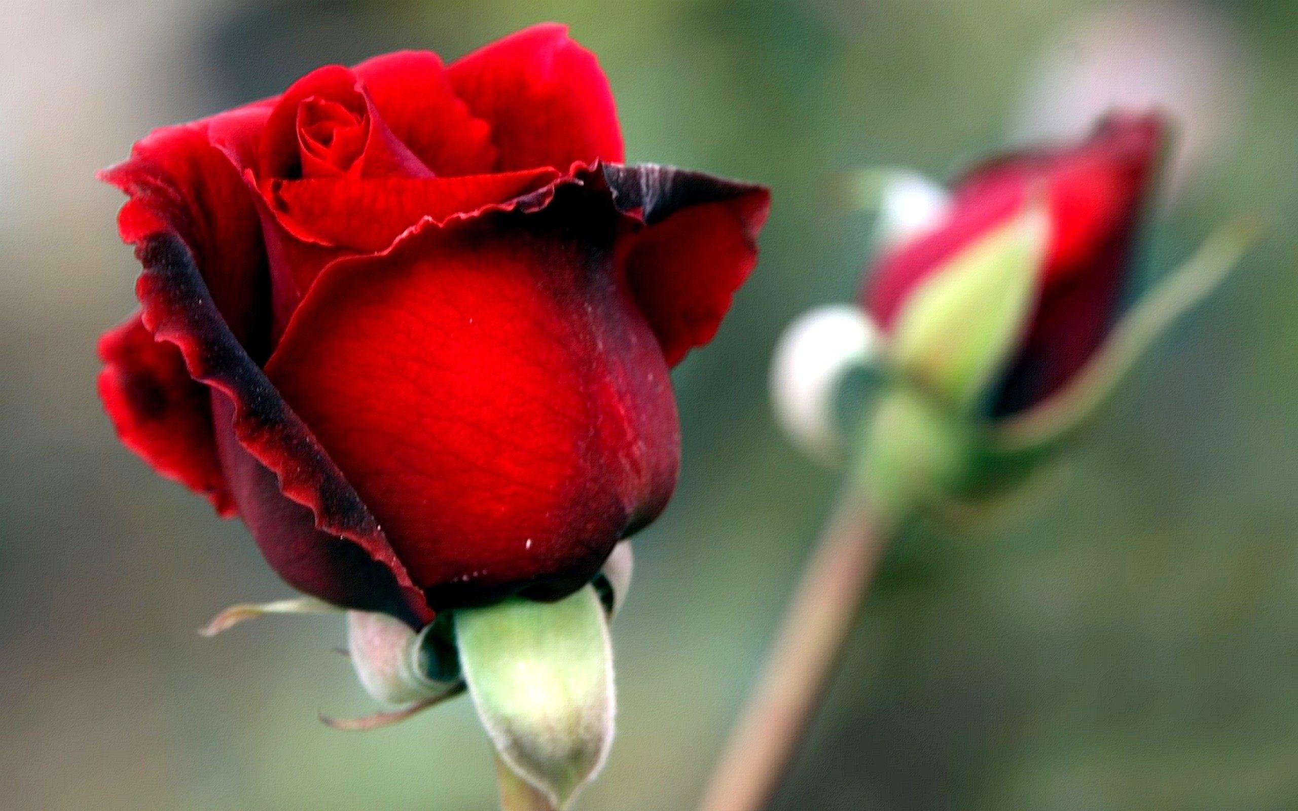 Rosebud Red Flowers Wallpaper. PNG Transparent best