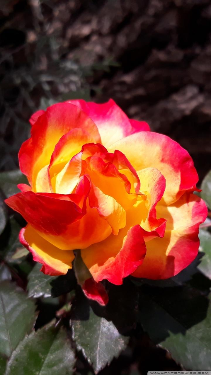 Red beauty ❤ 4K HD Desktop Wallpaper for 4K Ultra HD TV • Wide