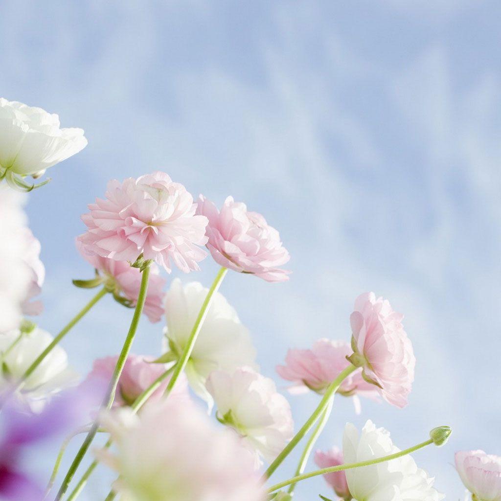 Dream. Ranunculus flowers, Summer