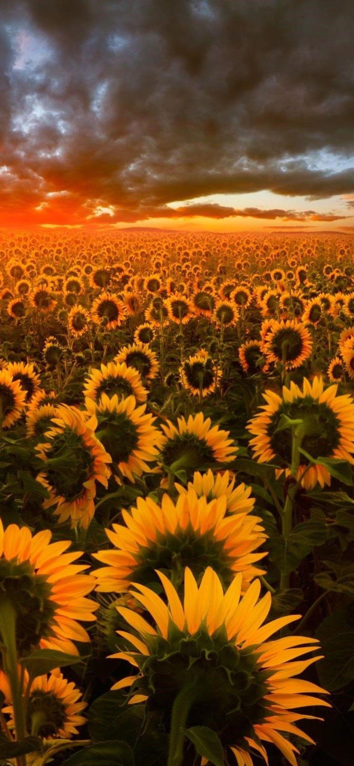 Sunflower iPhone Wallpapers - Wallpaper Cave