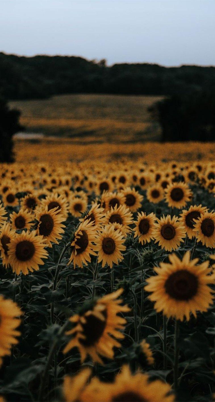 Beautiful field of sunflowers Wallpaper, iPhone Wallpaper
