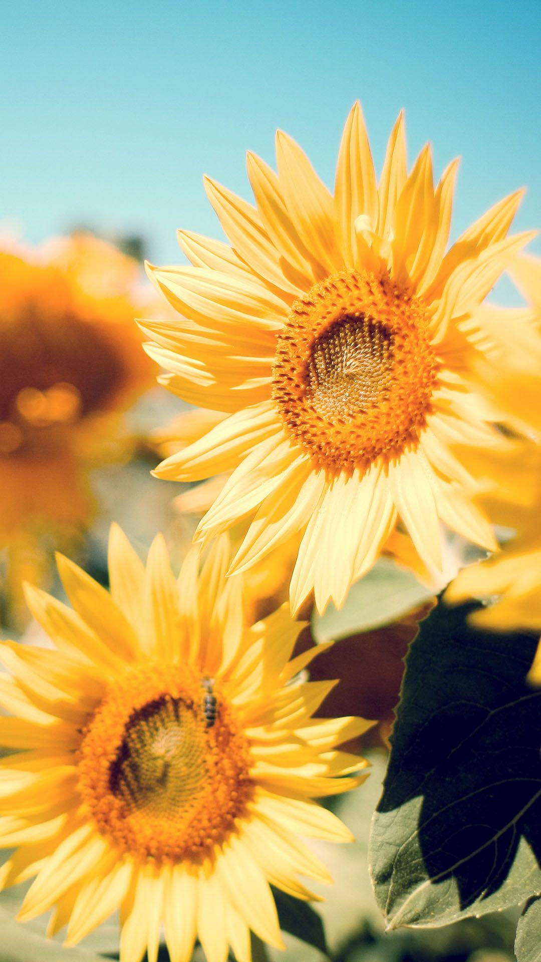 Sunflower Wallpaper Iphone Xr Best Flower Site