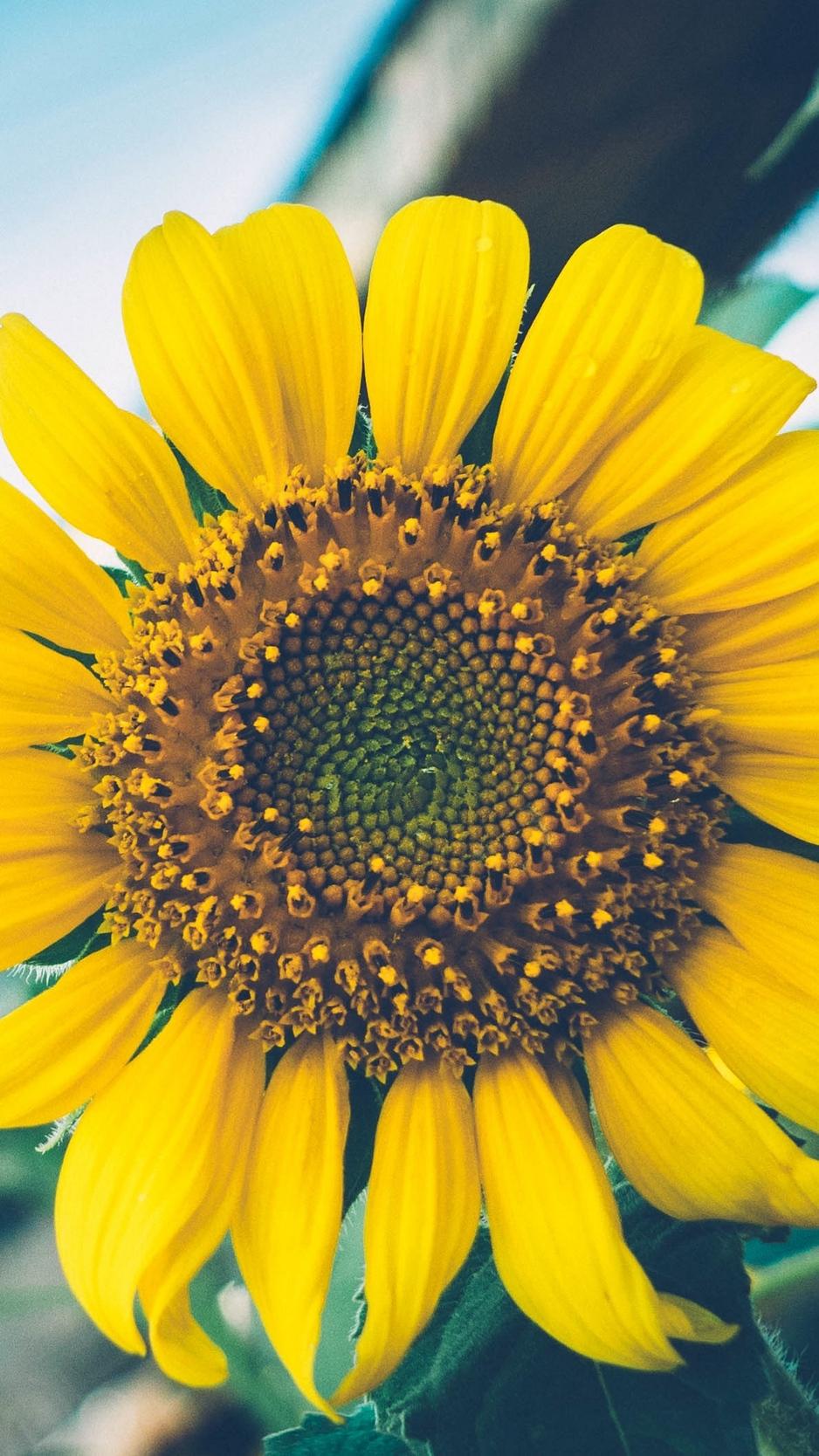 Download Wallpaper 938x1668 Sunflower, Flower, Petals Iphone 8 7 6s