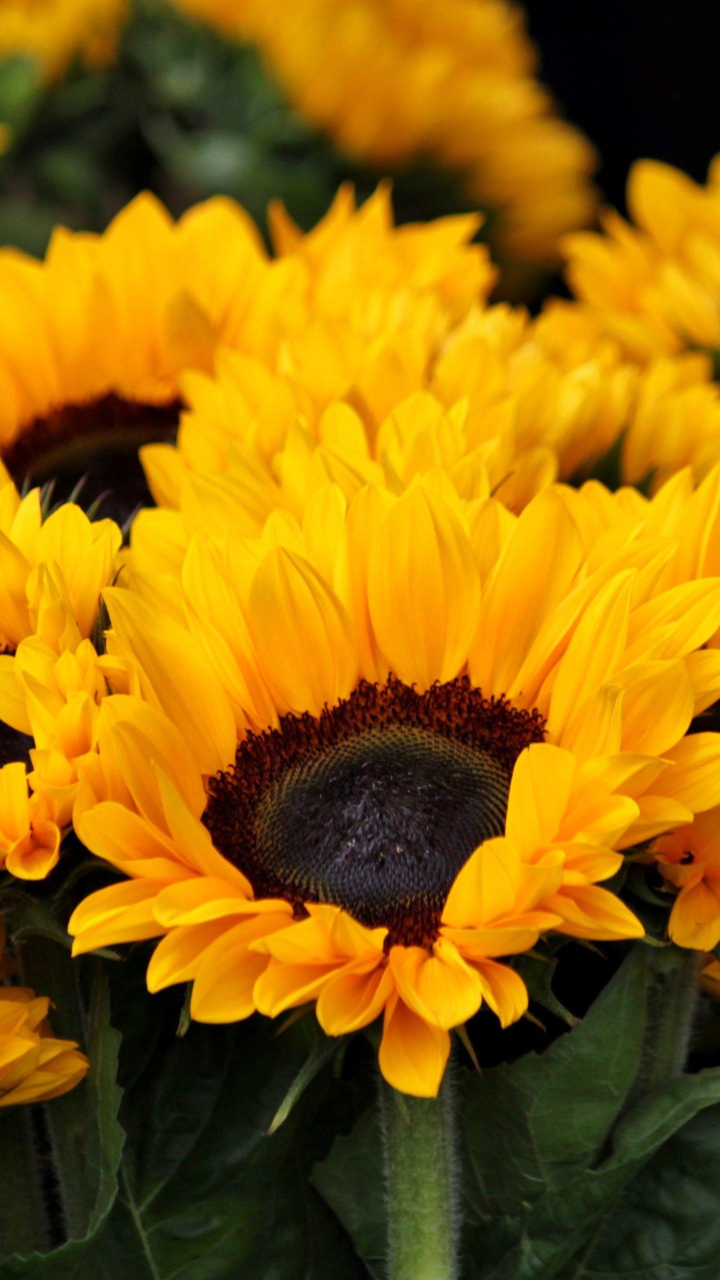 Sunflowers Wallpaper, Android & Desktop Background