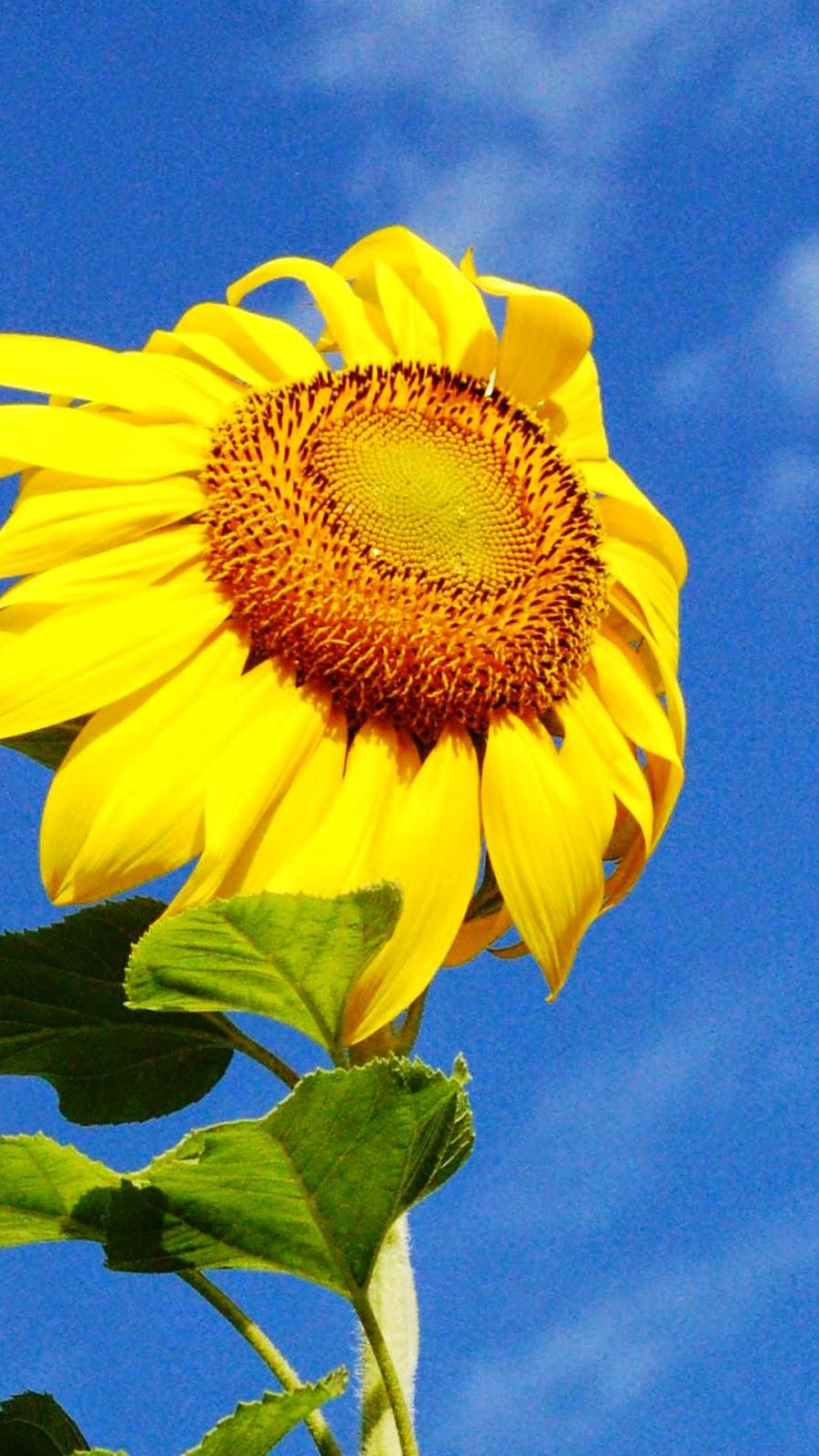 iPhone 6 Wallpaper HD: Yellow Sunflower iPhone 6 Wallpaper