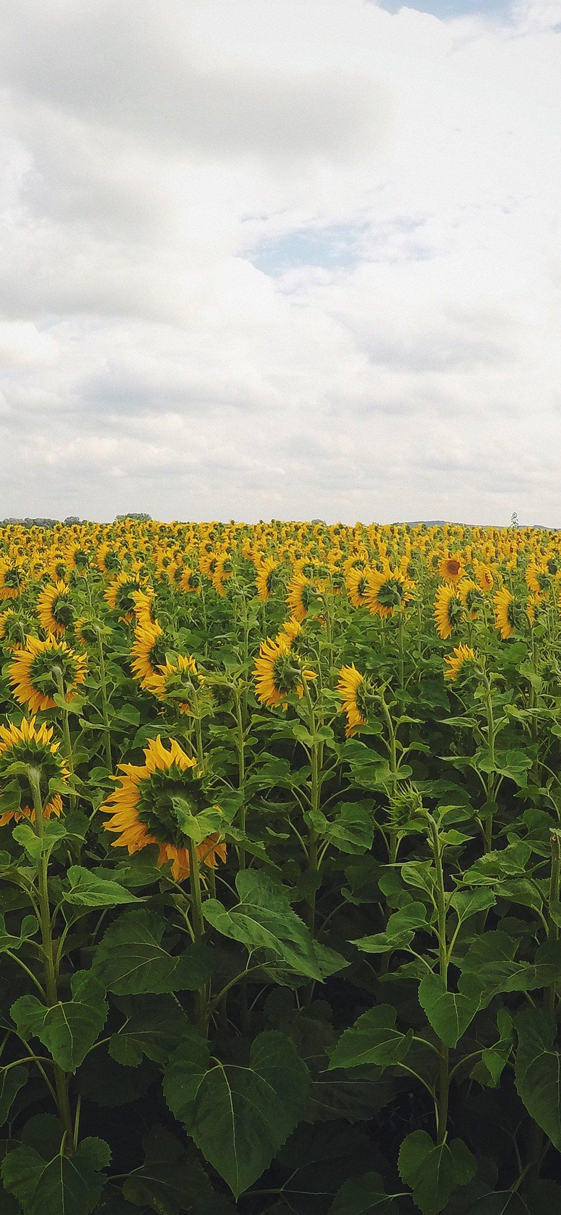 iPhone X wallpaper. sunflower field nature