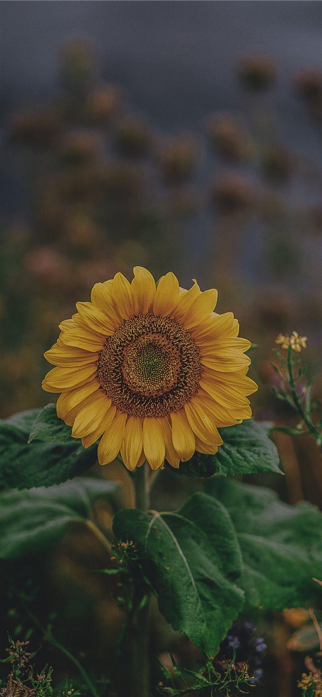 sunflower iPhone X Wallpaper Free Download