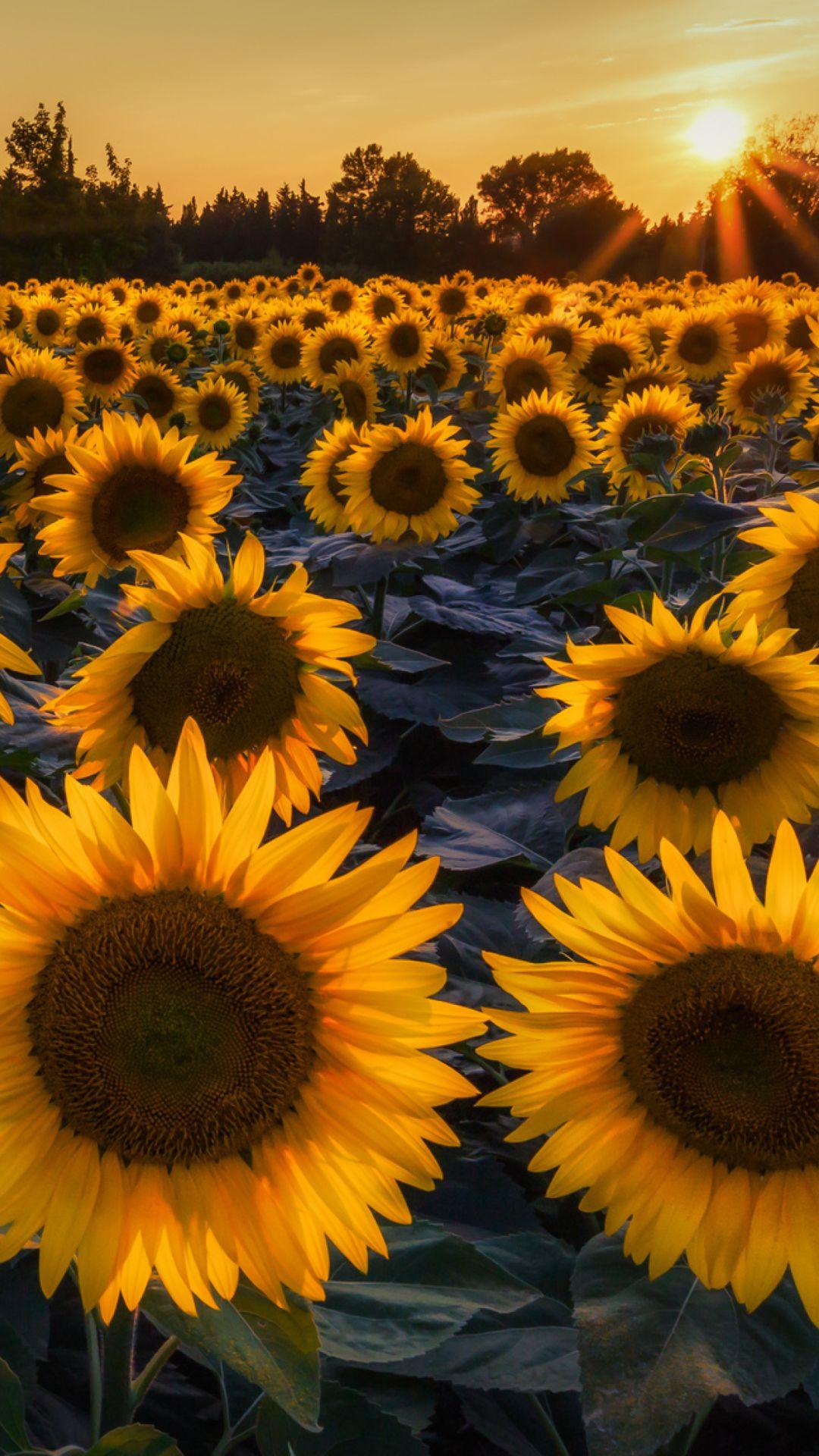 Sunflower wallpaper | Sunflower art, Flower painting, Sunflower painting