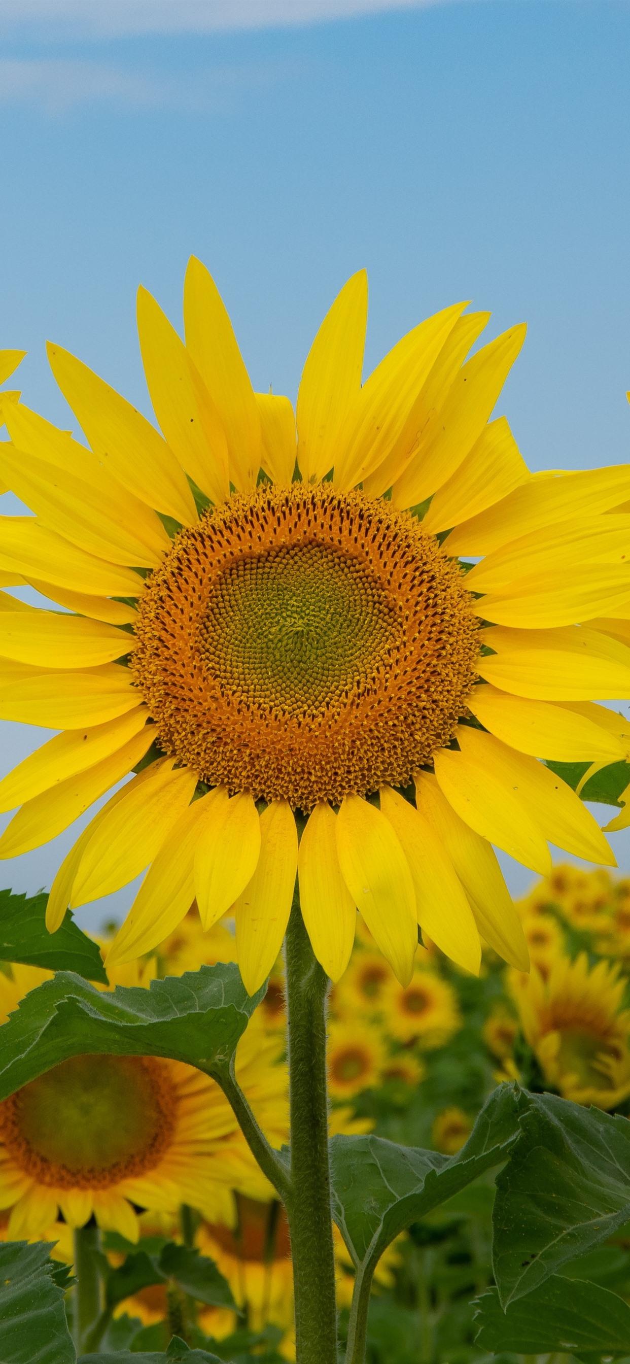 Three sunflowers, summer 1242x2688 iPhone XS Max wallpaper