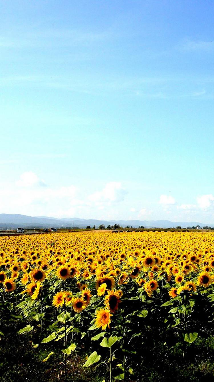 Sunflower Field Clear Blue Sky iPhone 6 Wallpaper HD